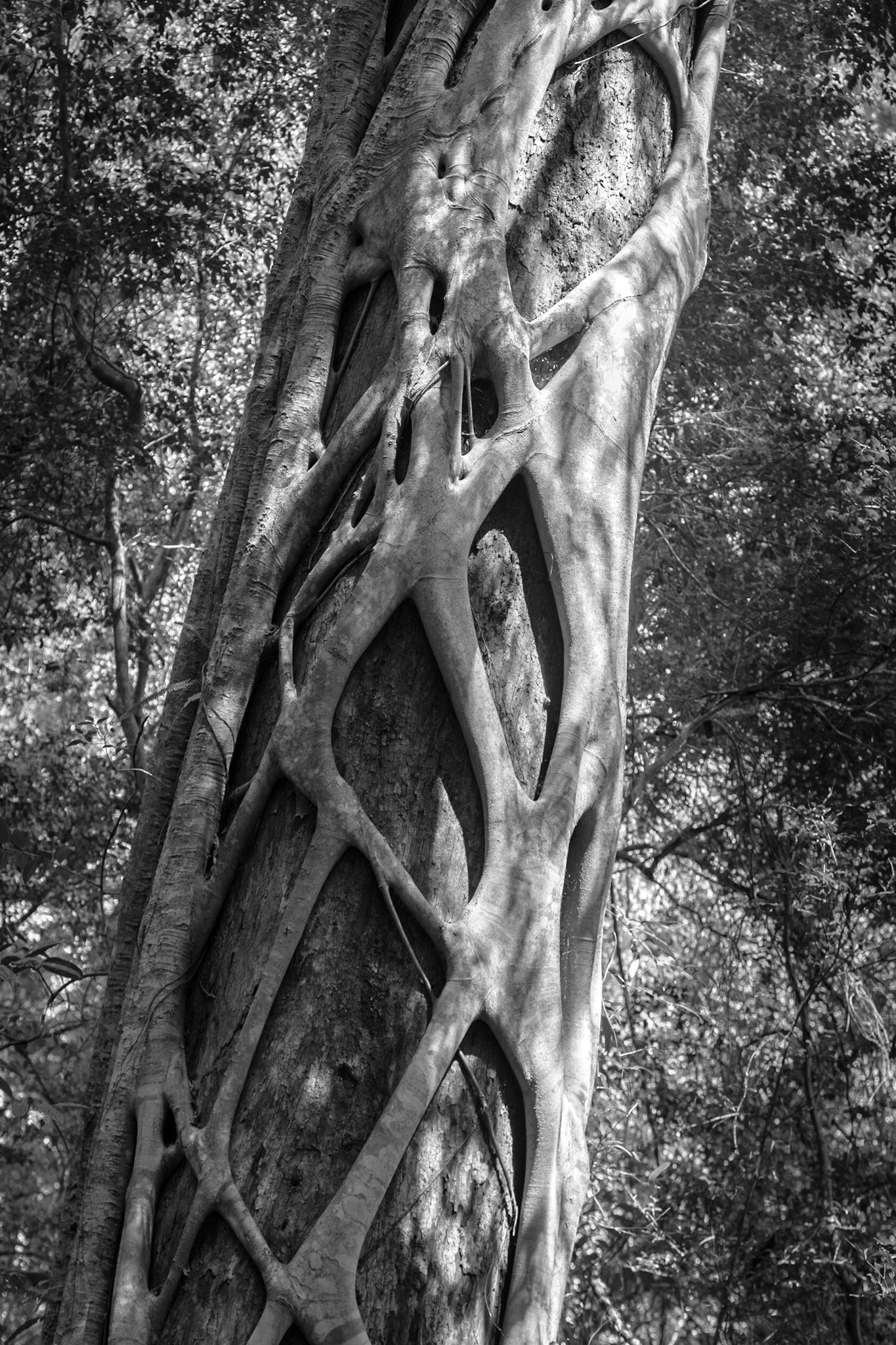 Pile Valley Rainforest, ancient Satinay trees