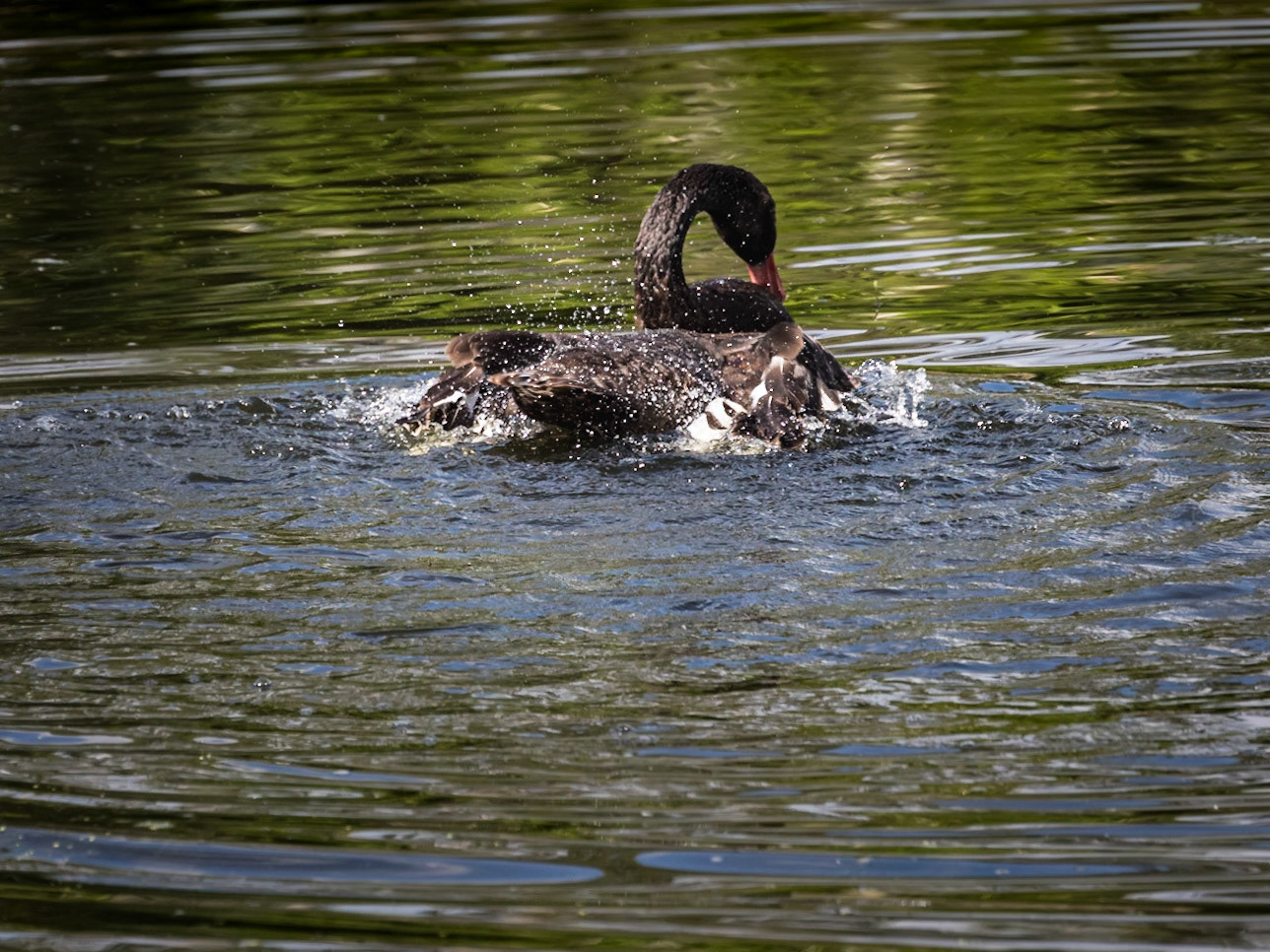 Black Swan Ablution