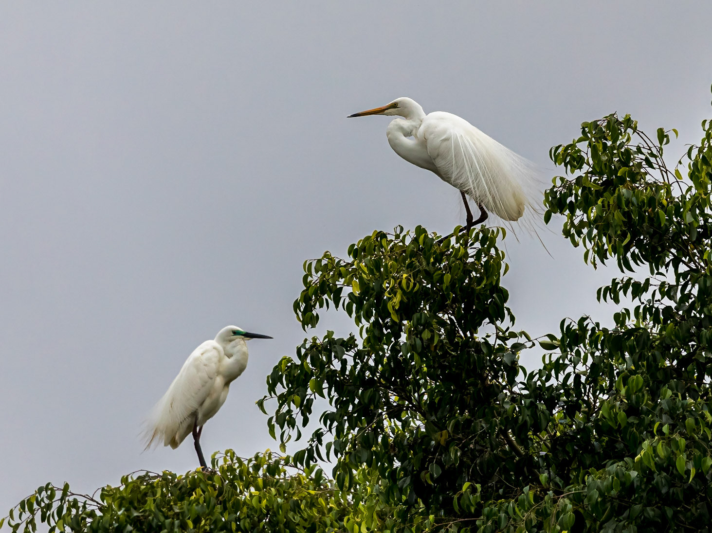 Great Egret pair at their nest site