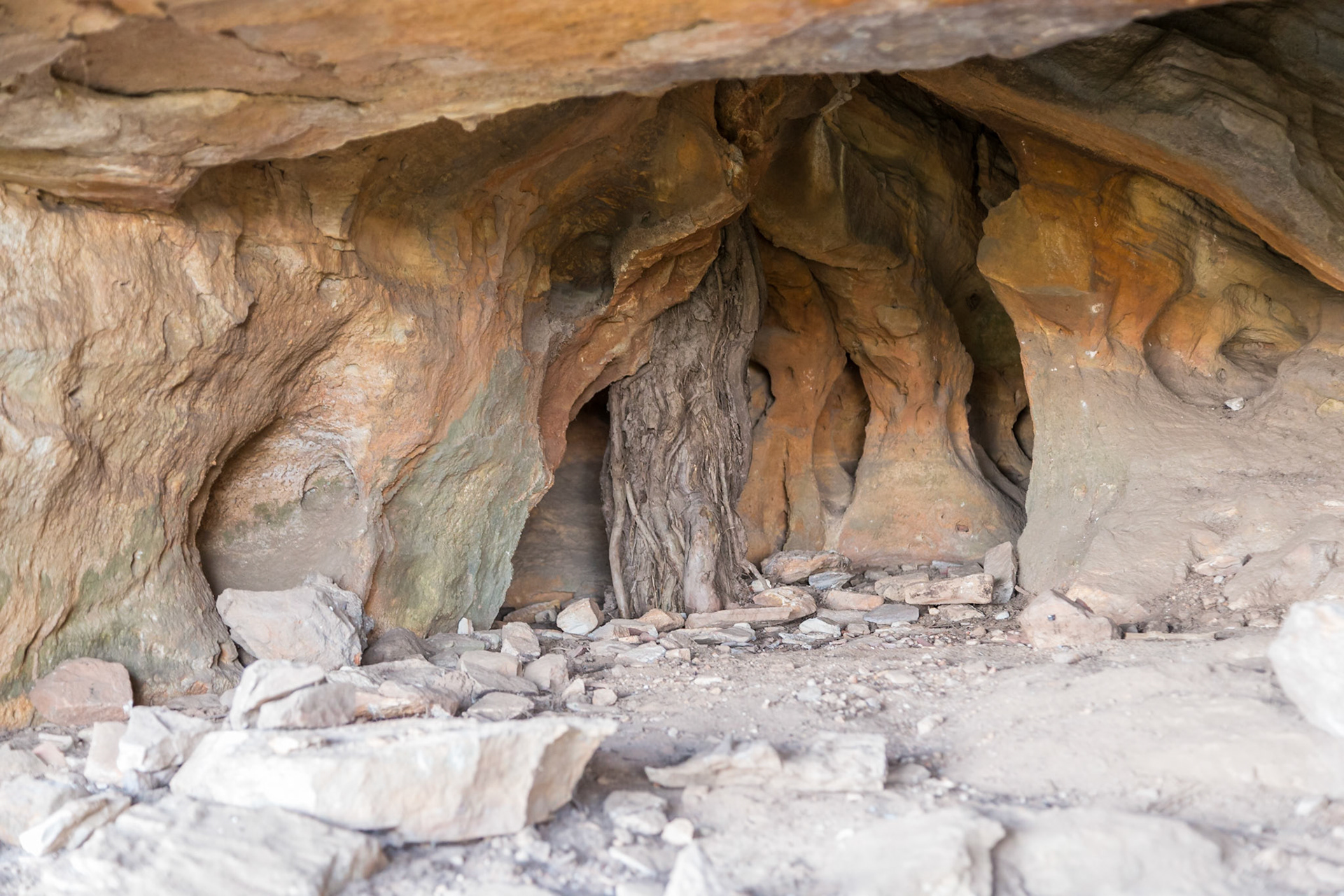 Bllodwood Cave: roots of a bloodwood tree penetrated into and through the cave.