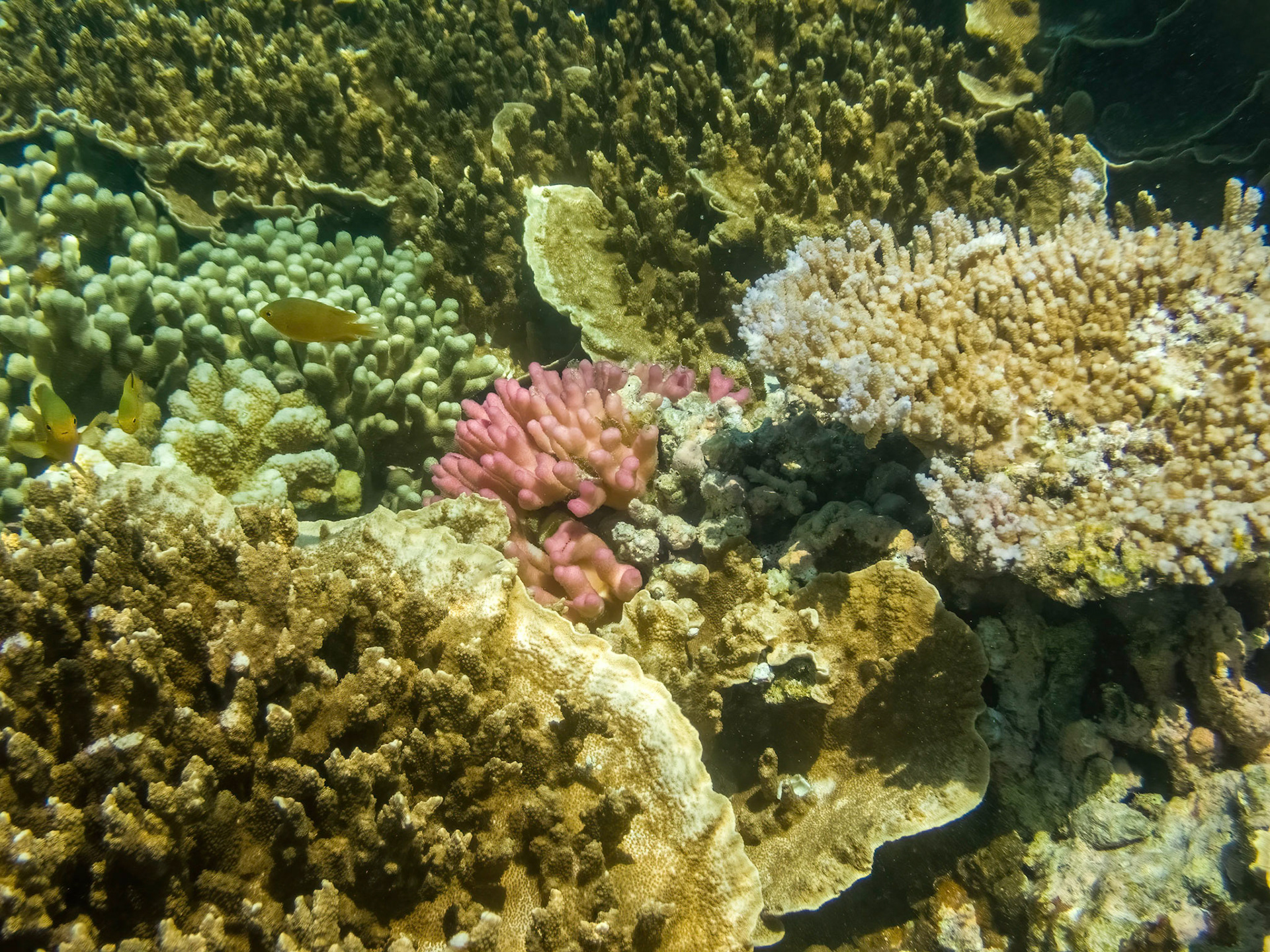 Coral reef in the Lady Musgrave Island lagoon