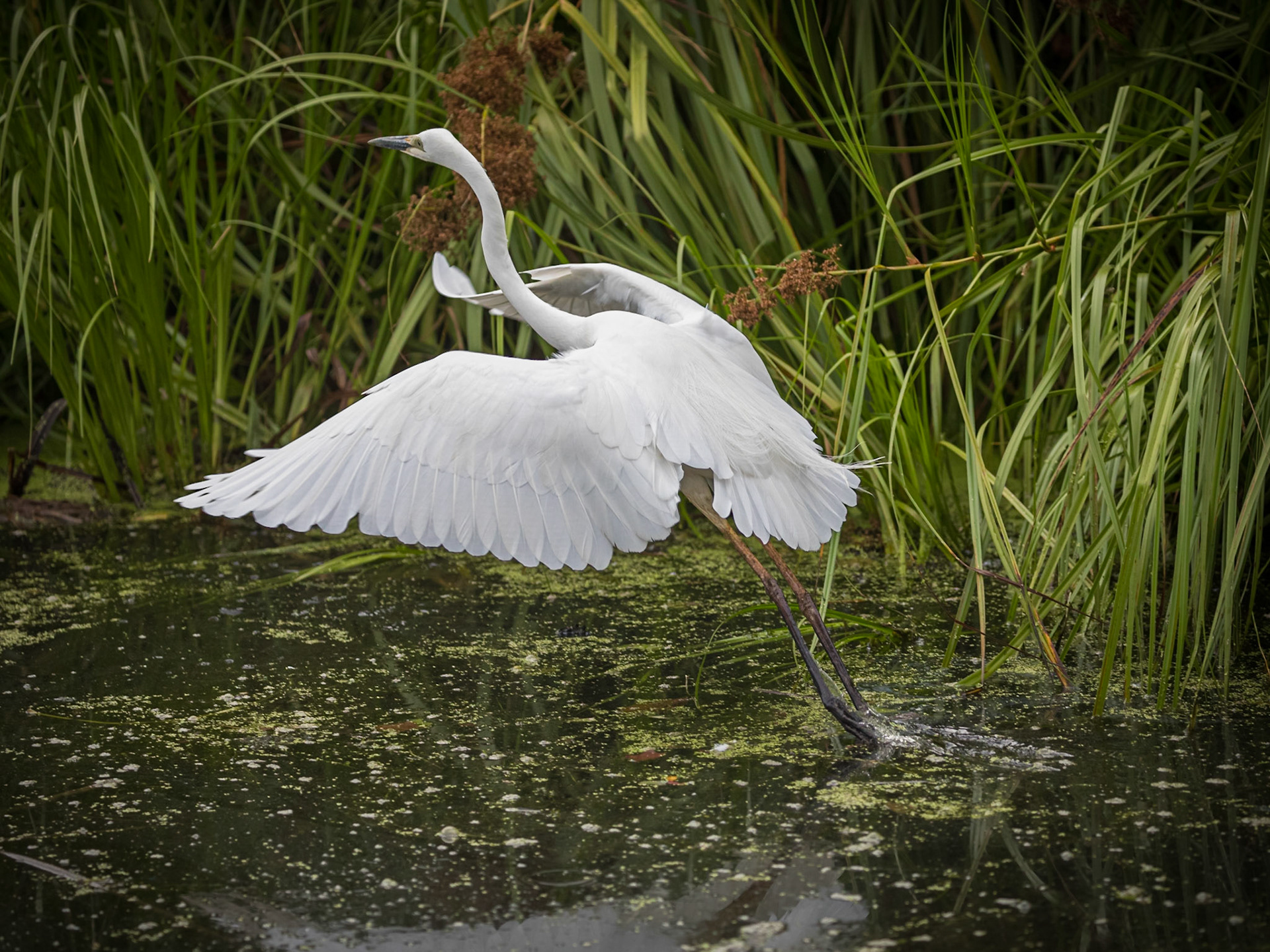 Little Egret taking off