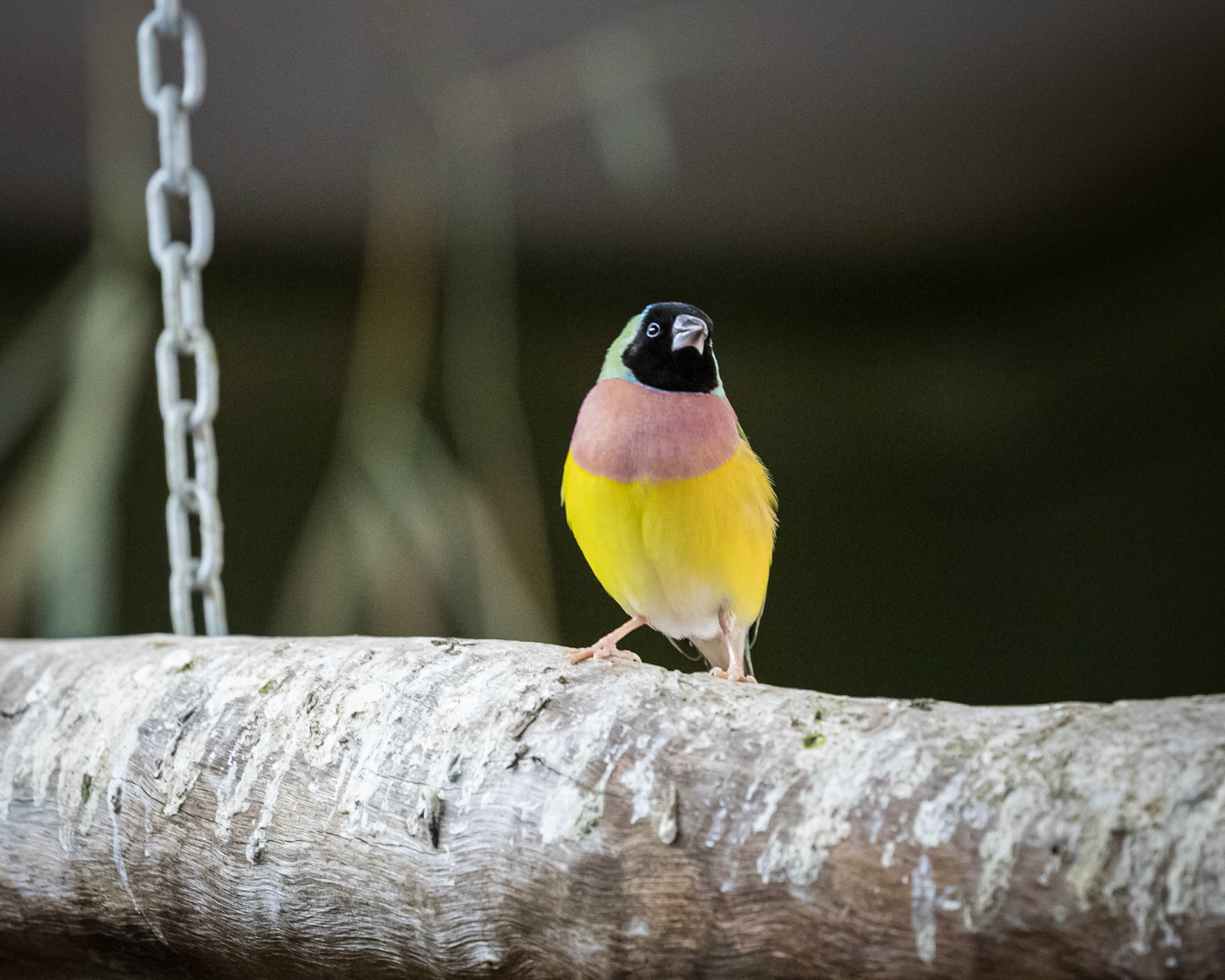 Flying High Bird Sanctuary