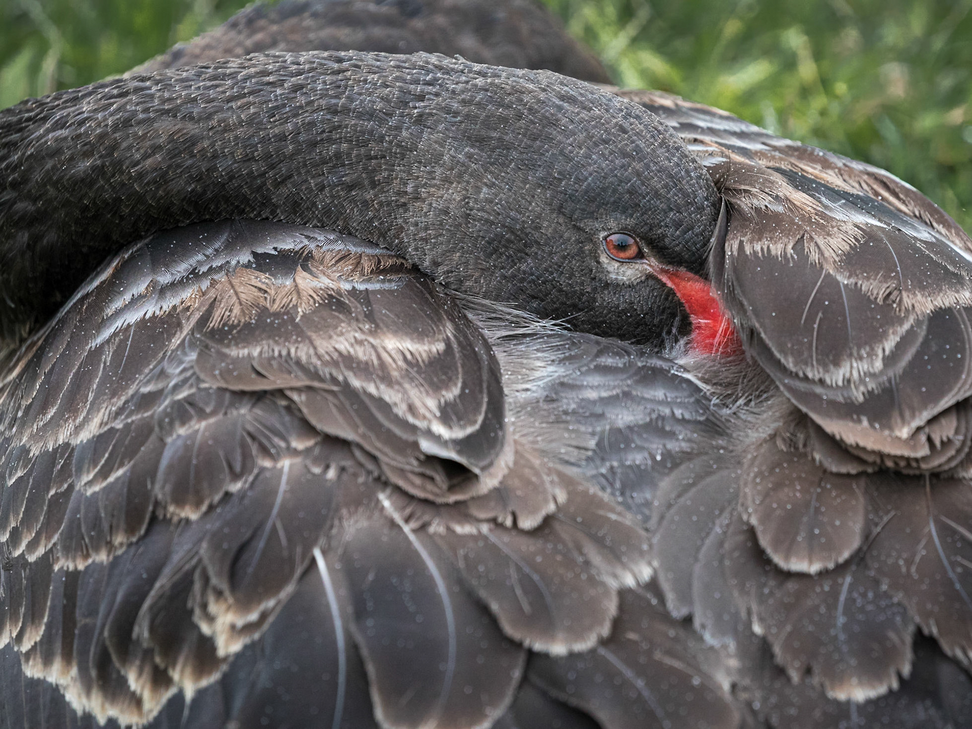 Resting Black Swan