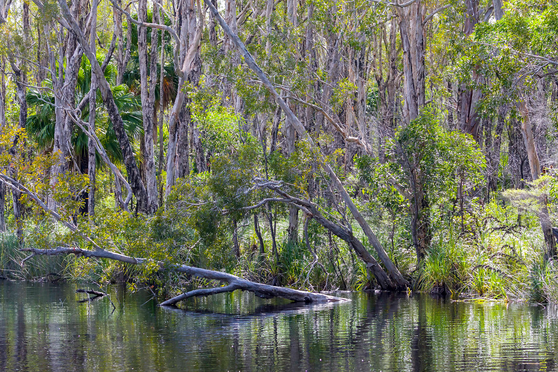 Passing through the Noosa Everglades