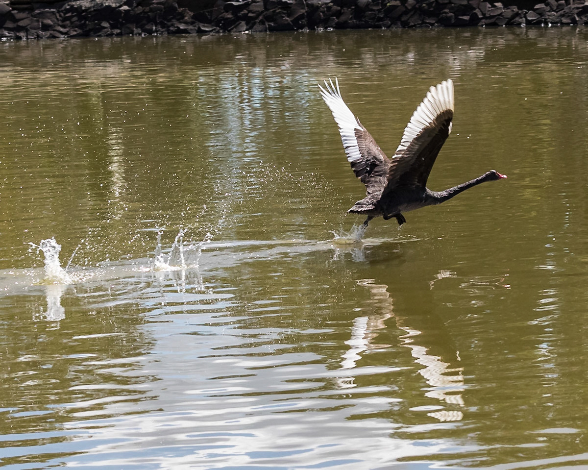 Baldwin Swamp Environment Park