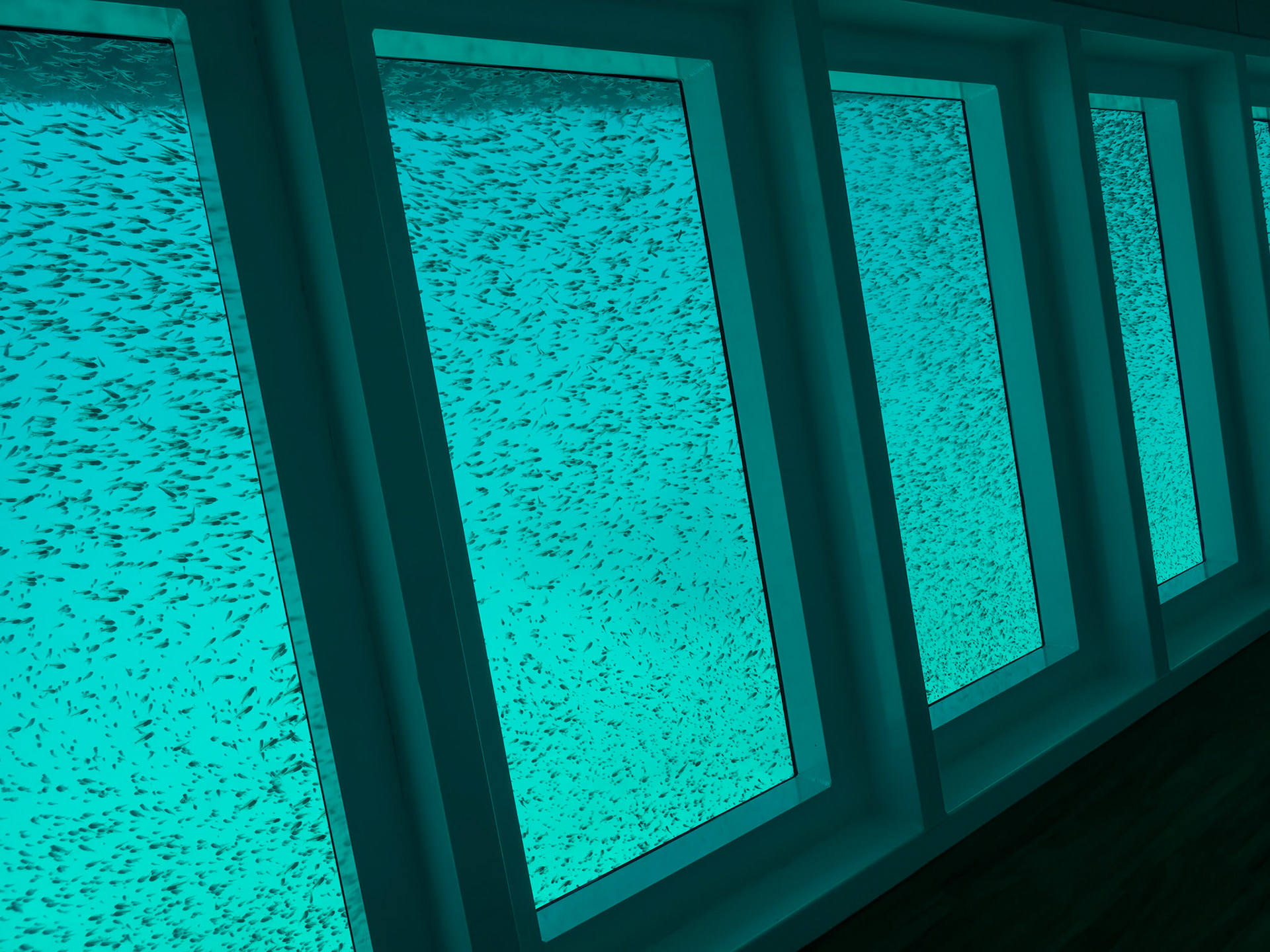 Lady Musgrave HQ, underwater observatory