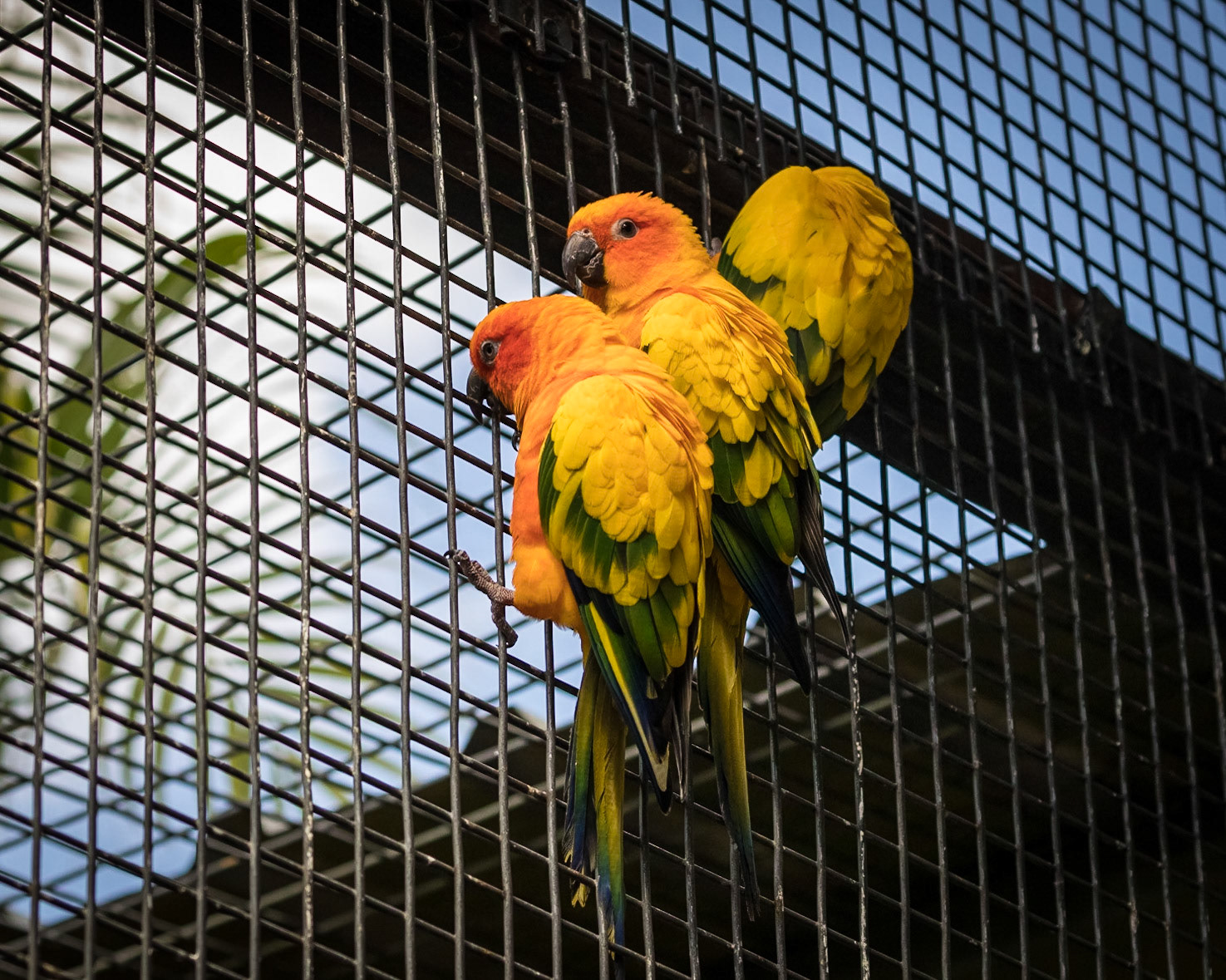 Flying High Bird Sanctuary