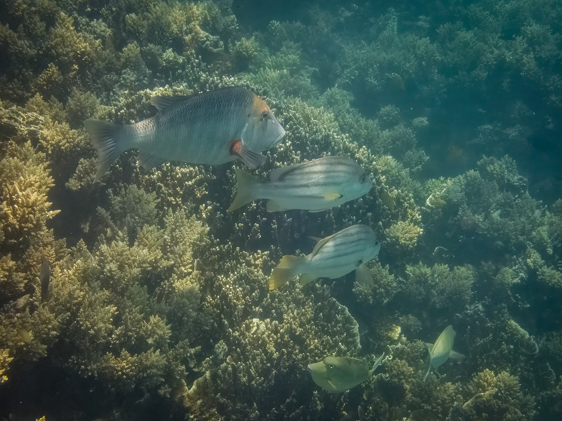 Coral reef in the Lady Musgrave Island lagoon