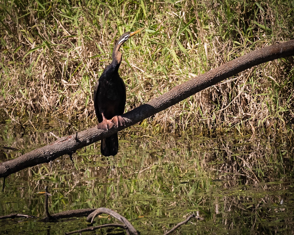 Baldwin Swamp Environment Park