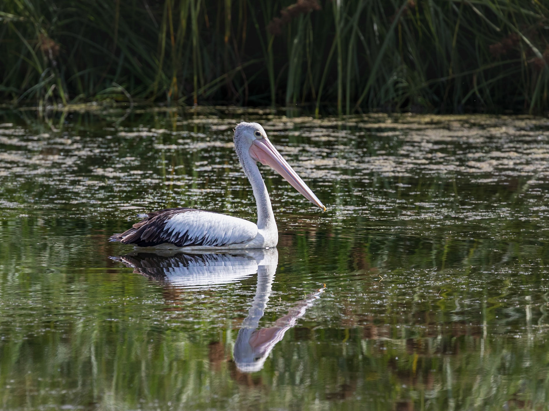 Pelican afloat