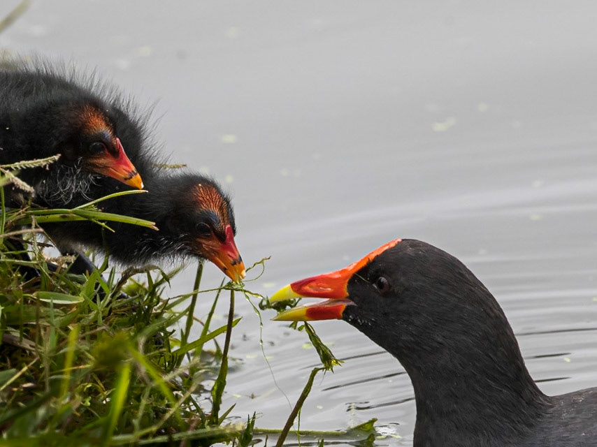 Dusky Moorhen family