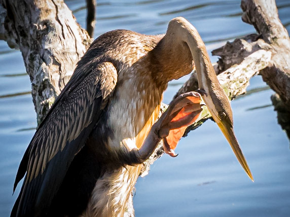 Australasian Darter chick
