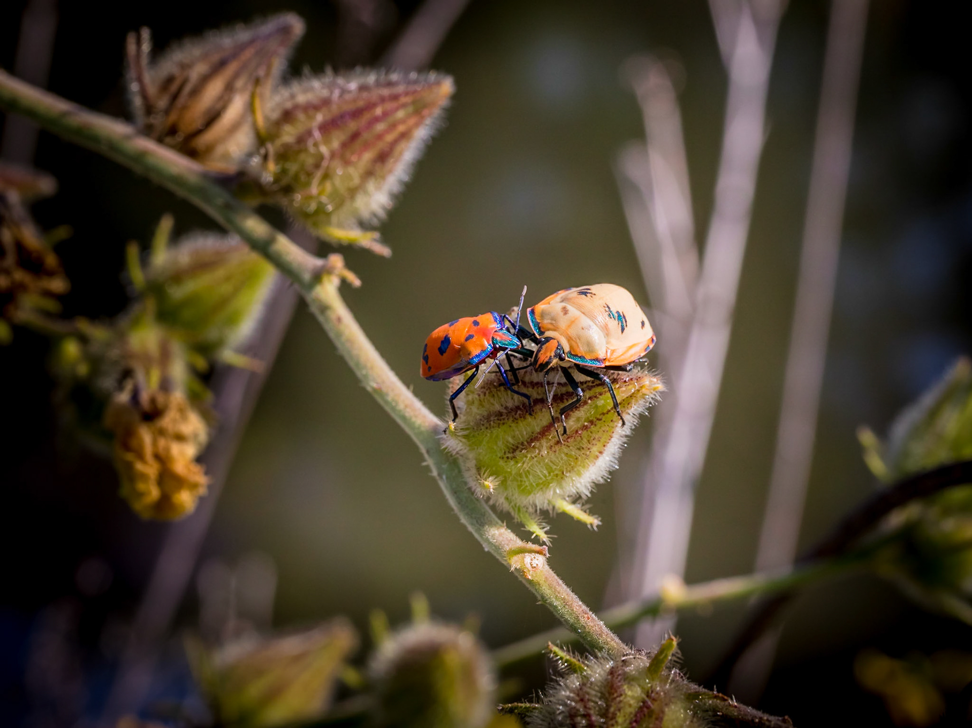 A pair of harlequin beetles
