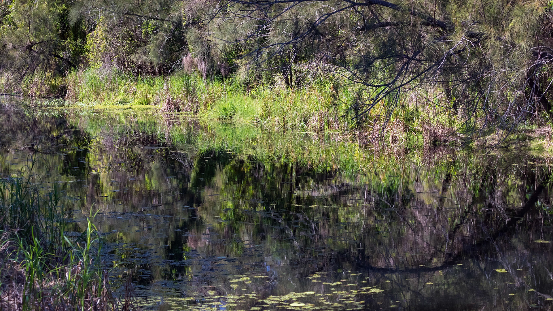 Baldwin Swamp Environment Park