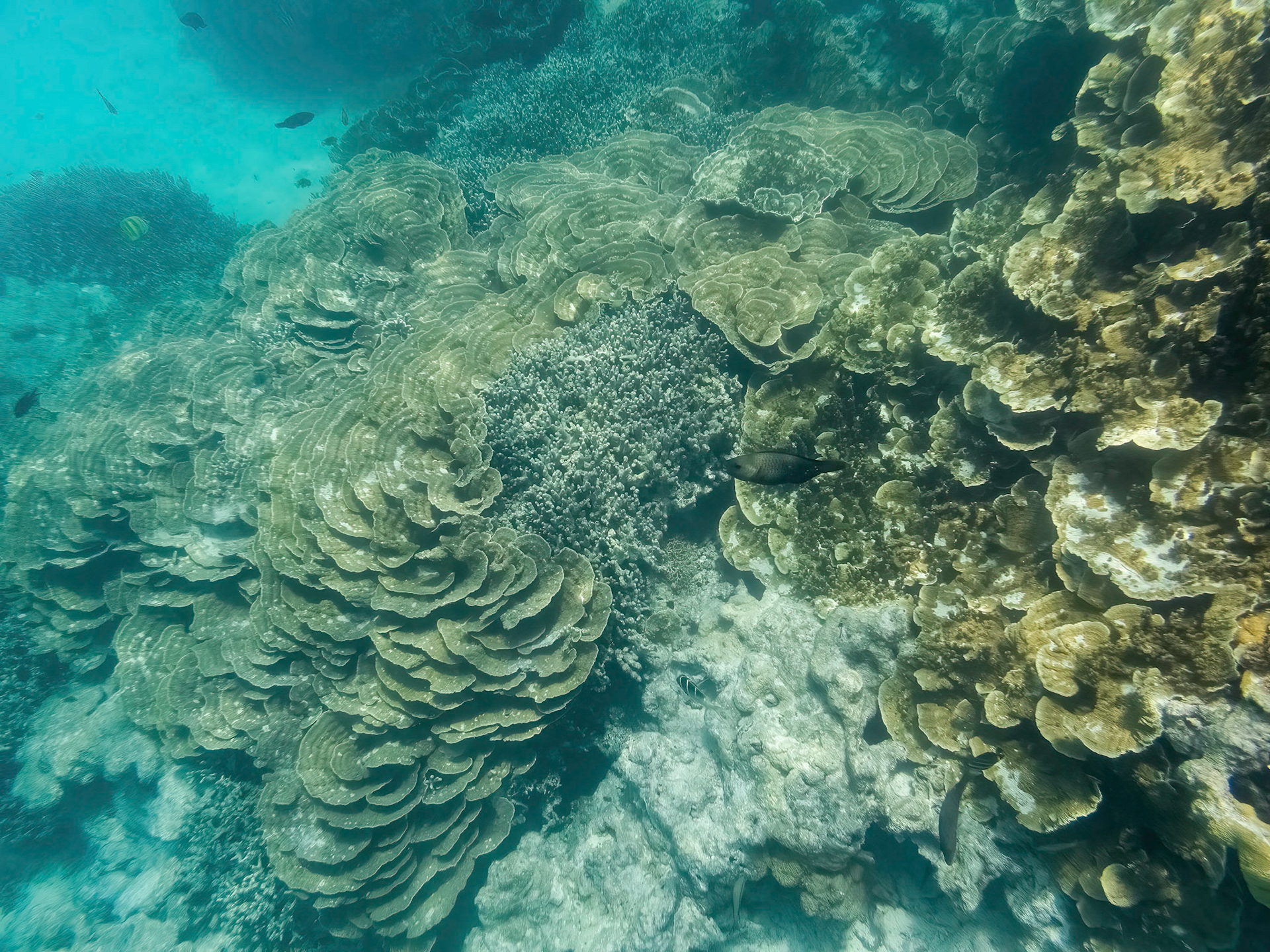 Coral reef in the Lady Musgrave Island lagoon