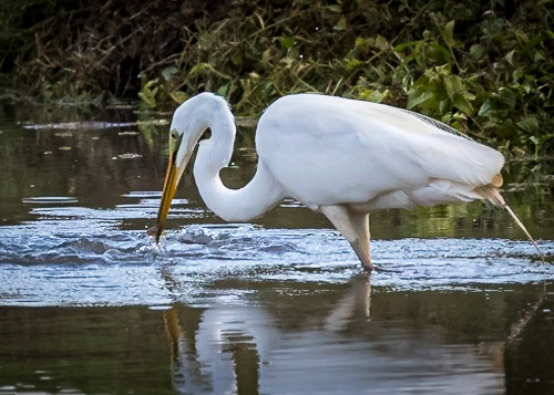 He's caught a tiny fish