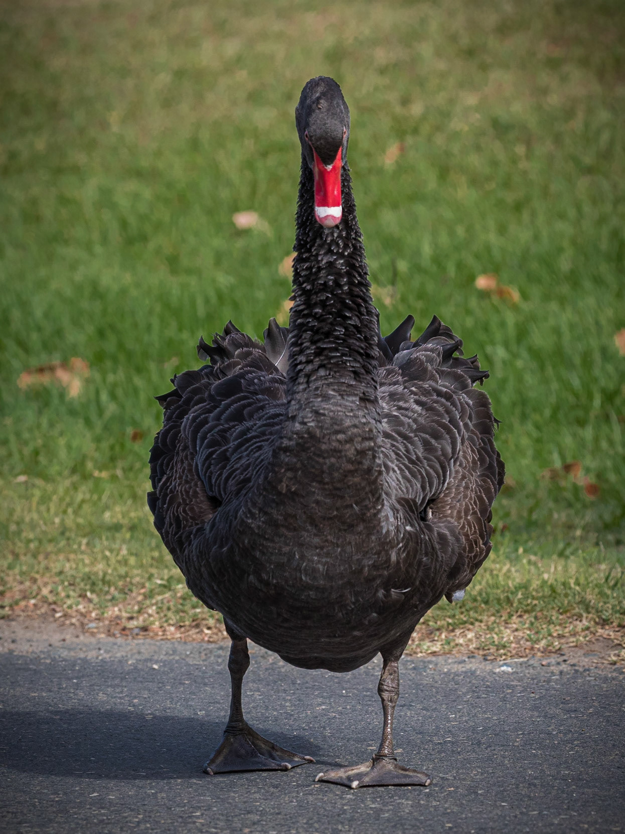 Lake Alford's leading man in the swan realm