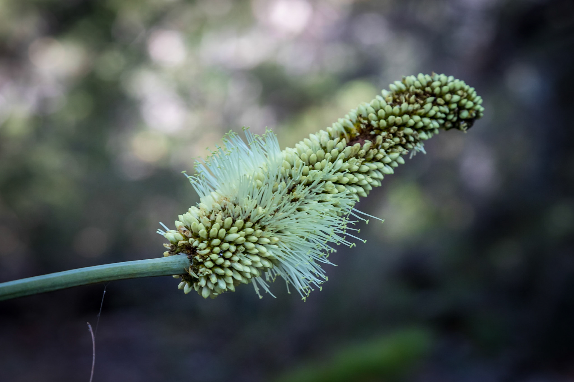 Xanthorrhoea macronema