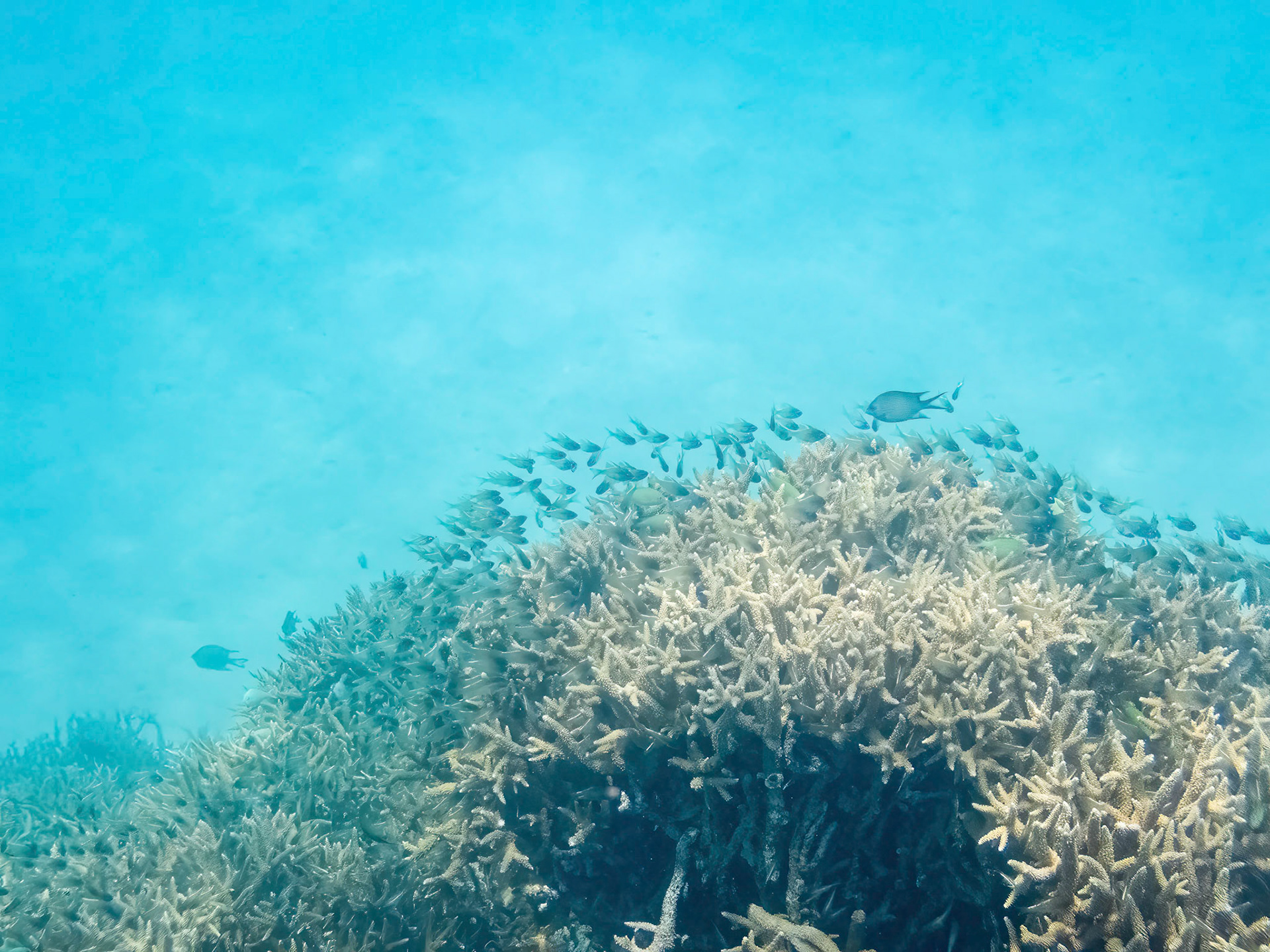 Coral reef in the Lady Musgrave Island lagoon