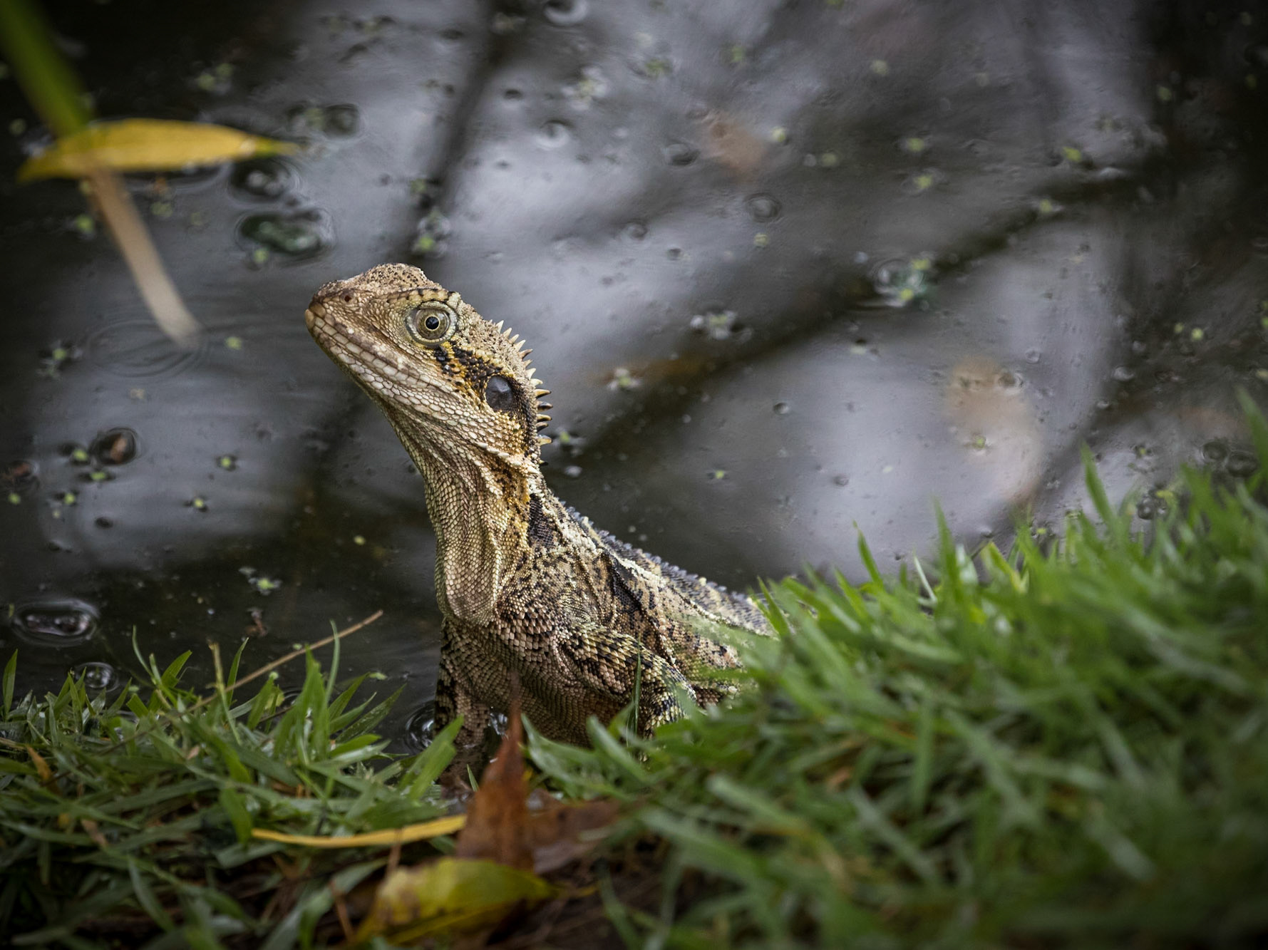 Juvenile water dragon