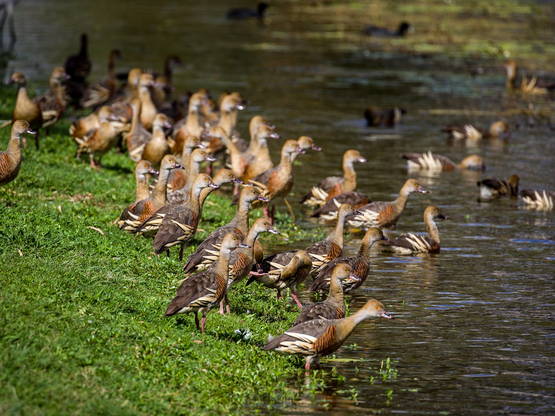 Birds of Hood's Lagoon
