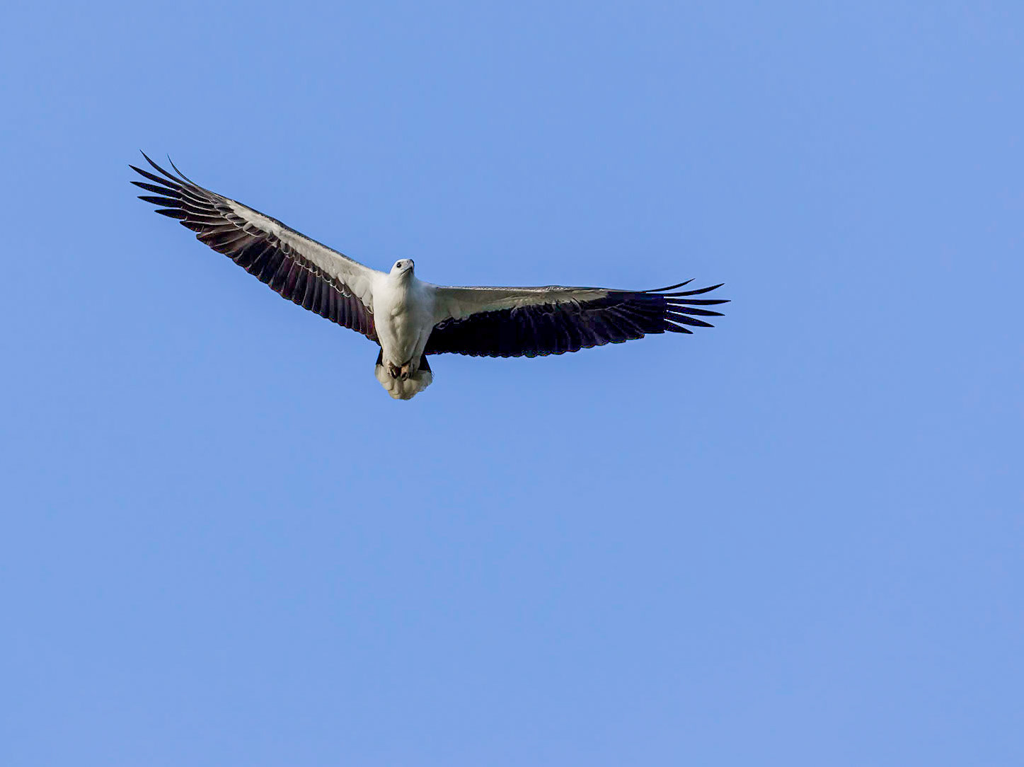 White-bellied Sea Eagle