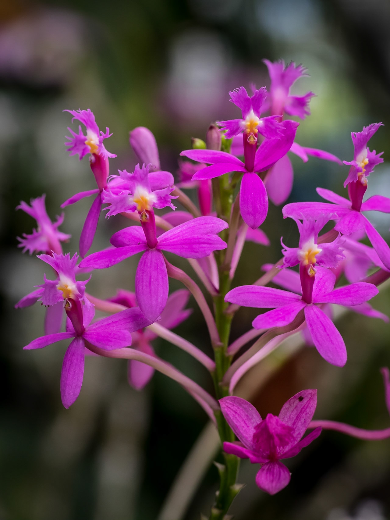 In the Orchid House, Hervey Bay Botanic Gardens