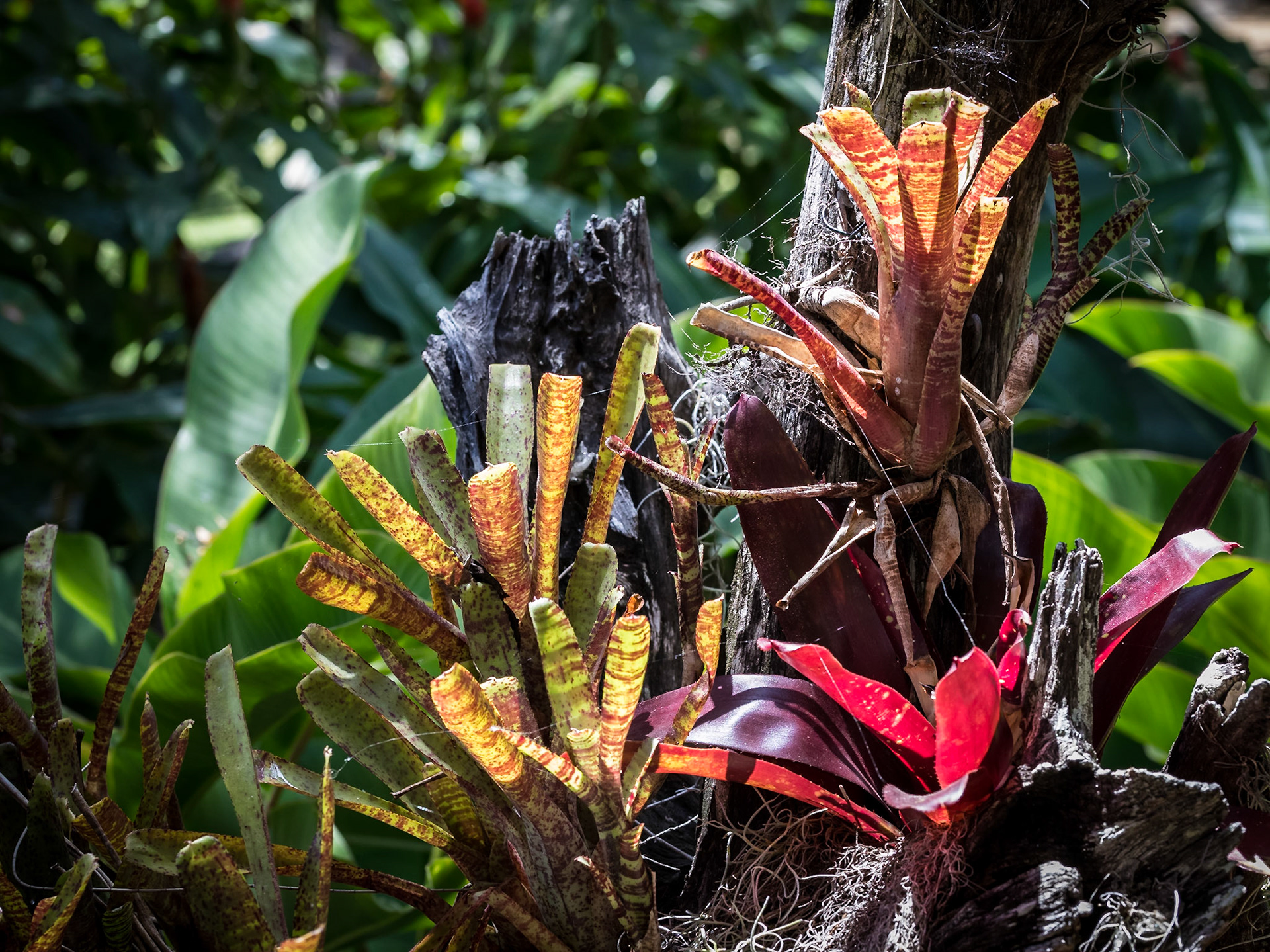 In Hervey Bay Botanic Gardens