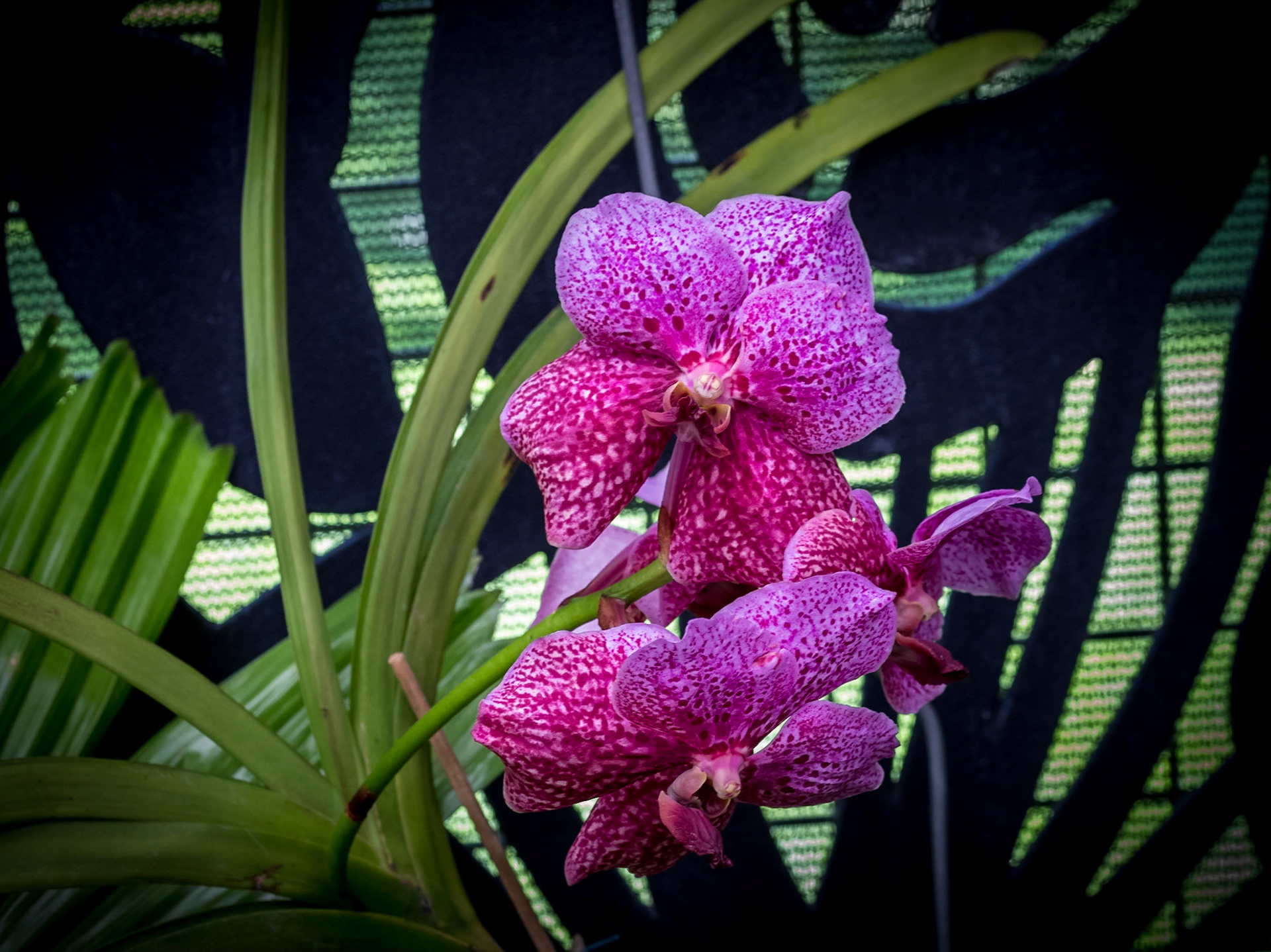 In the Orchid House, Hervey Bay Botanic Gardens
