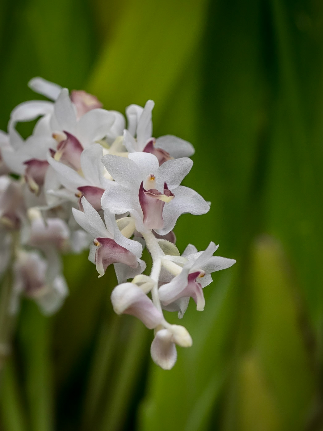 In the Orchid House, Hervey Bay Botanic Gardens
