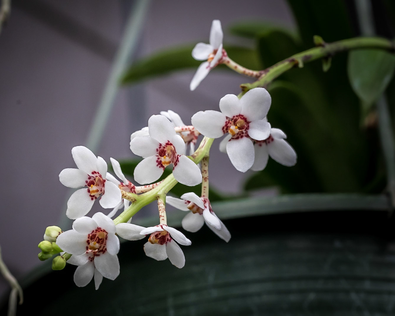 In the Orchid House, Hervey Bay Botanic Gardens
