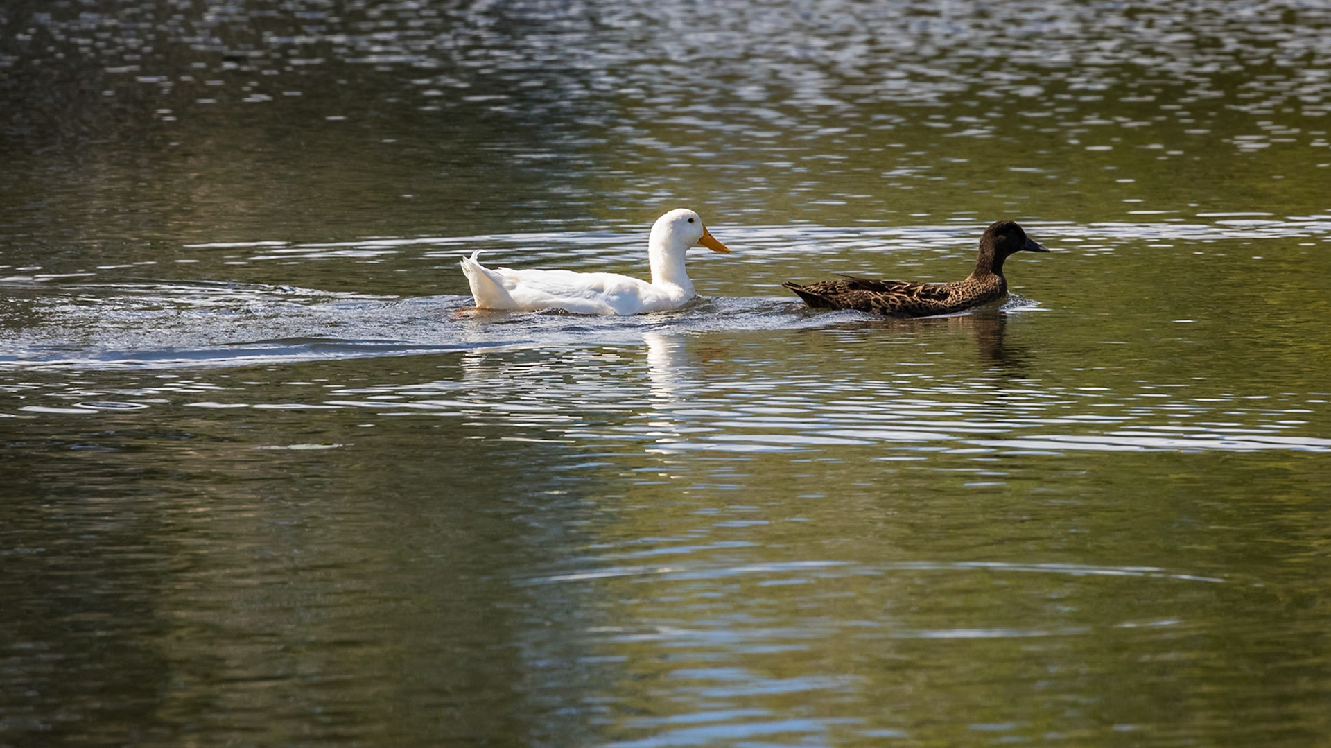 Baldwin Swamp Environment Park
