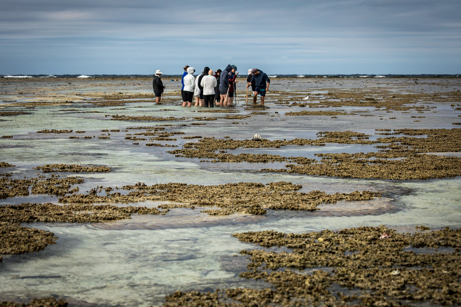 Low tide guided walk through the corals in the lagoon