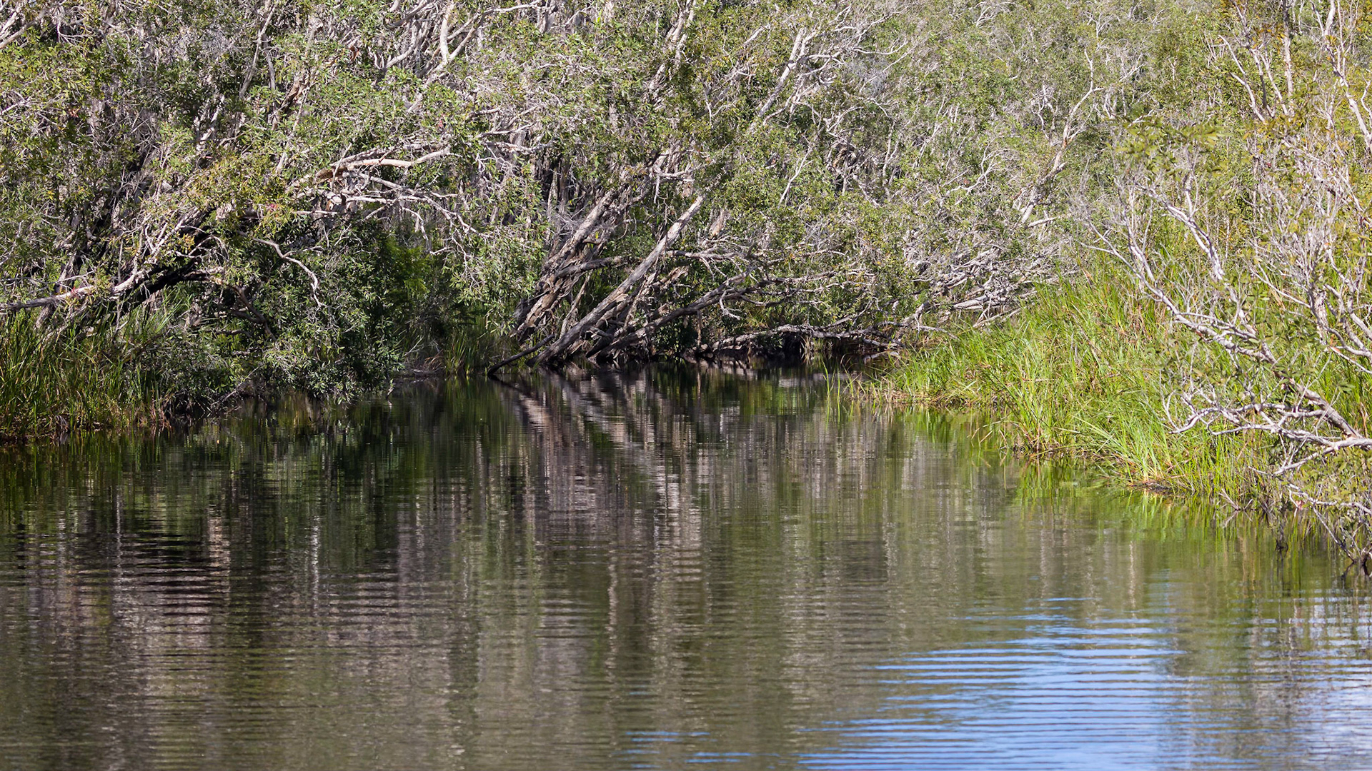Passing through the Noosa Everglades