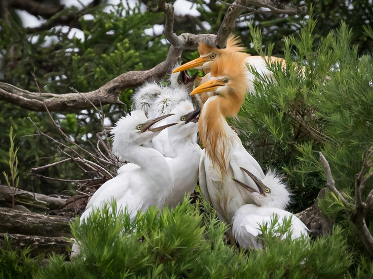 Adult cattle egret feeding chicks in the nest