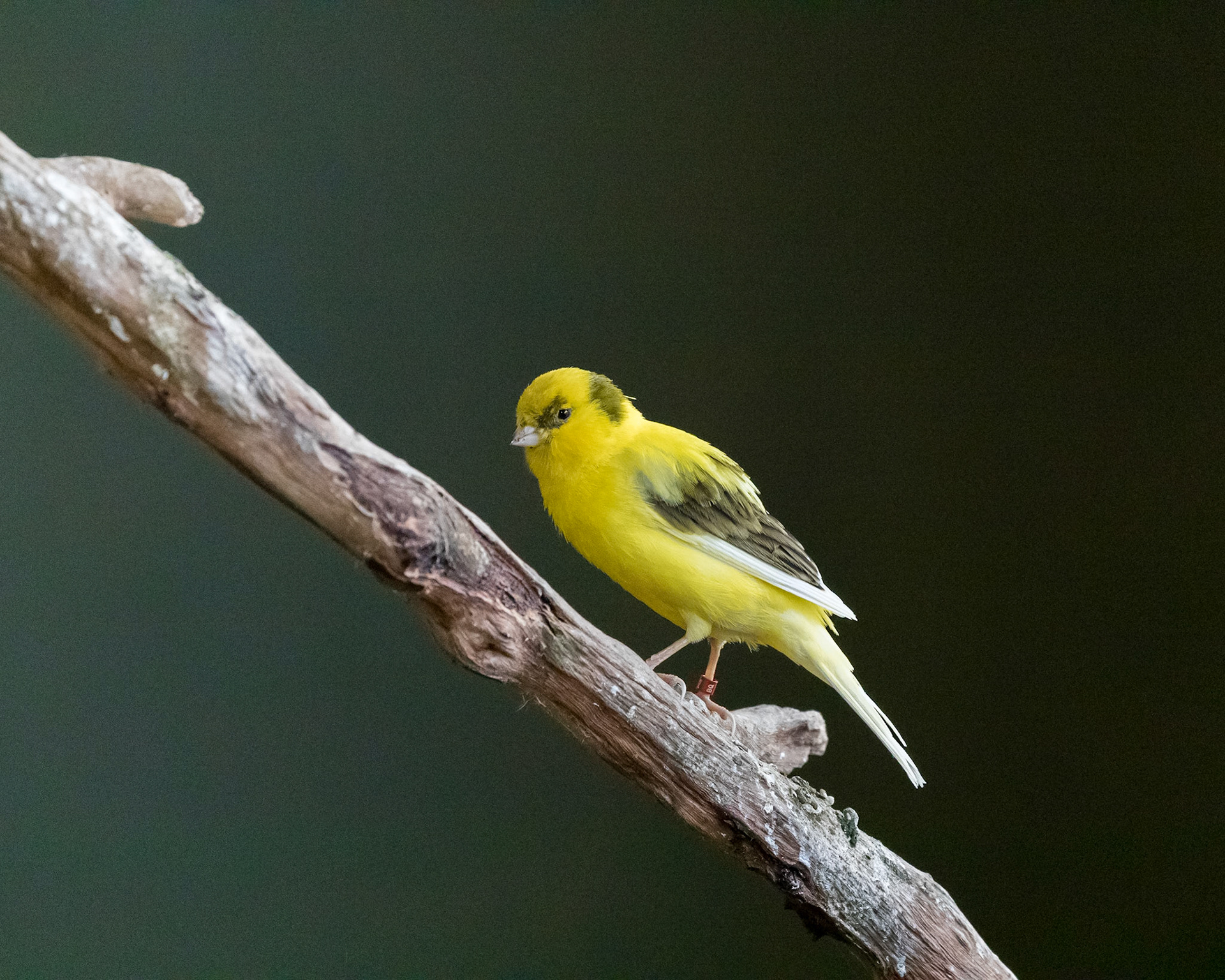 Flying High Bird Sanctuary