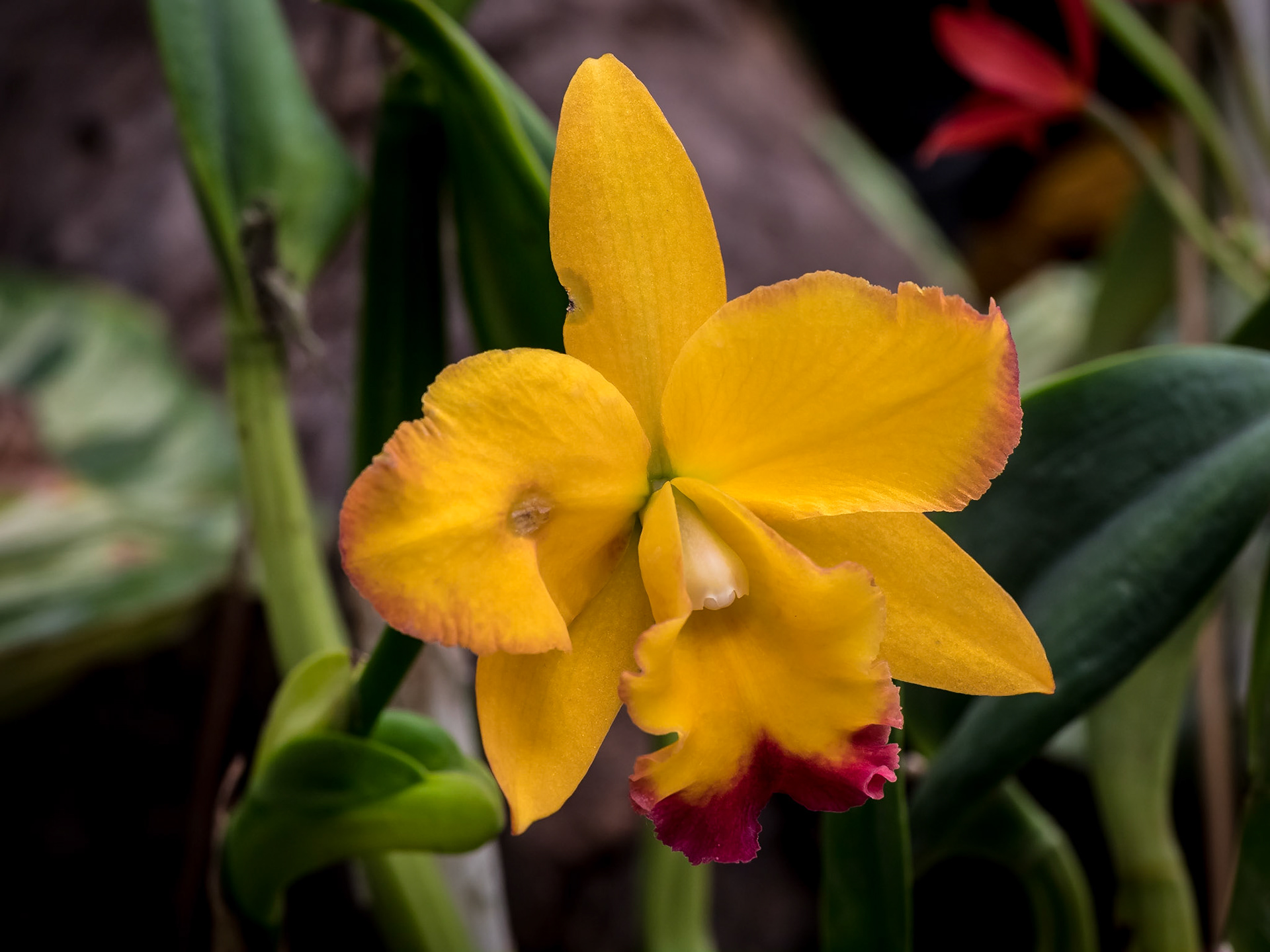 In the Orchid House, Hervey Bay Botanic Gardens
