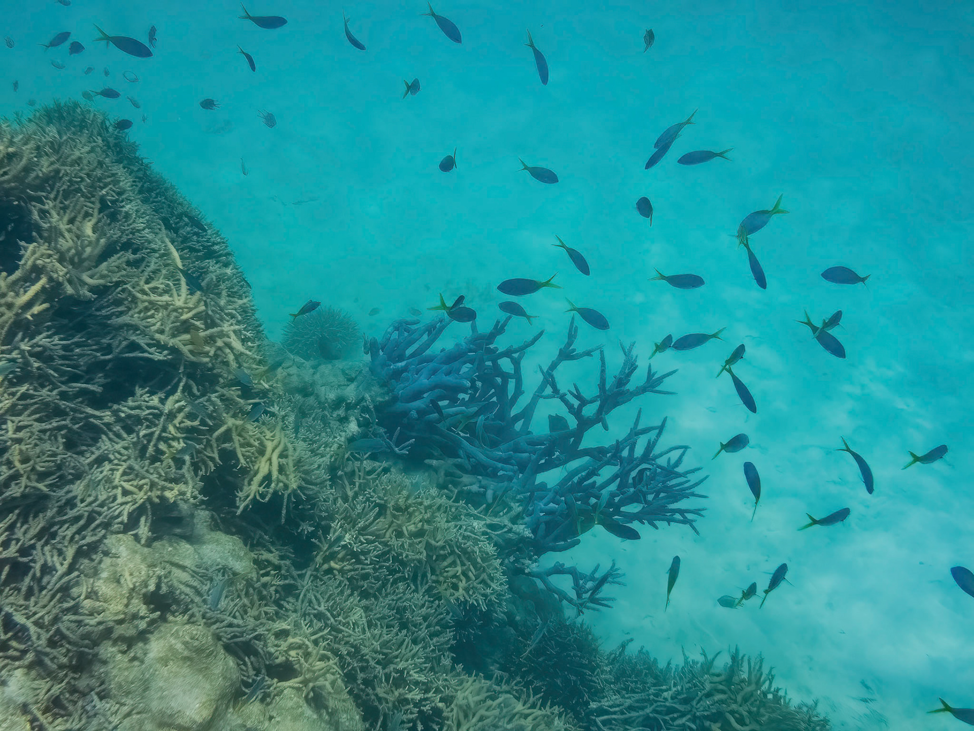 Coral reef in the Lady Musgrave Island lagoon