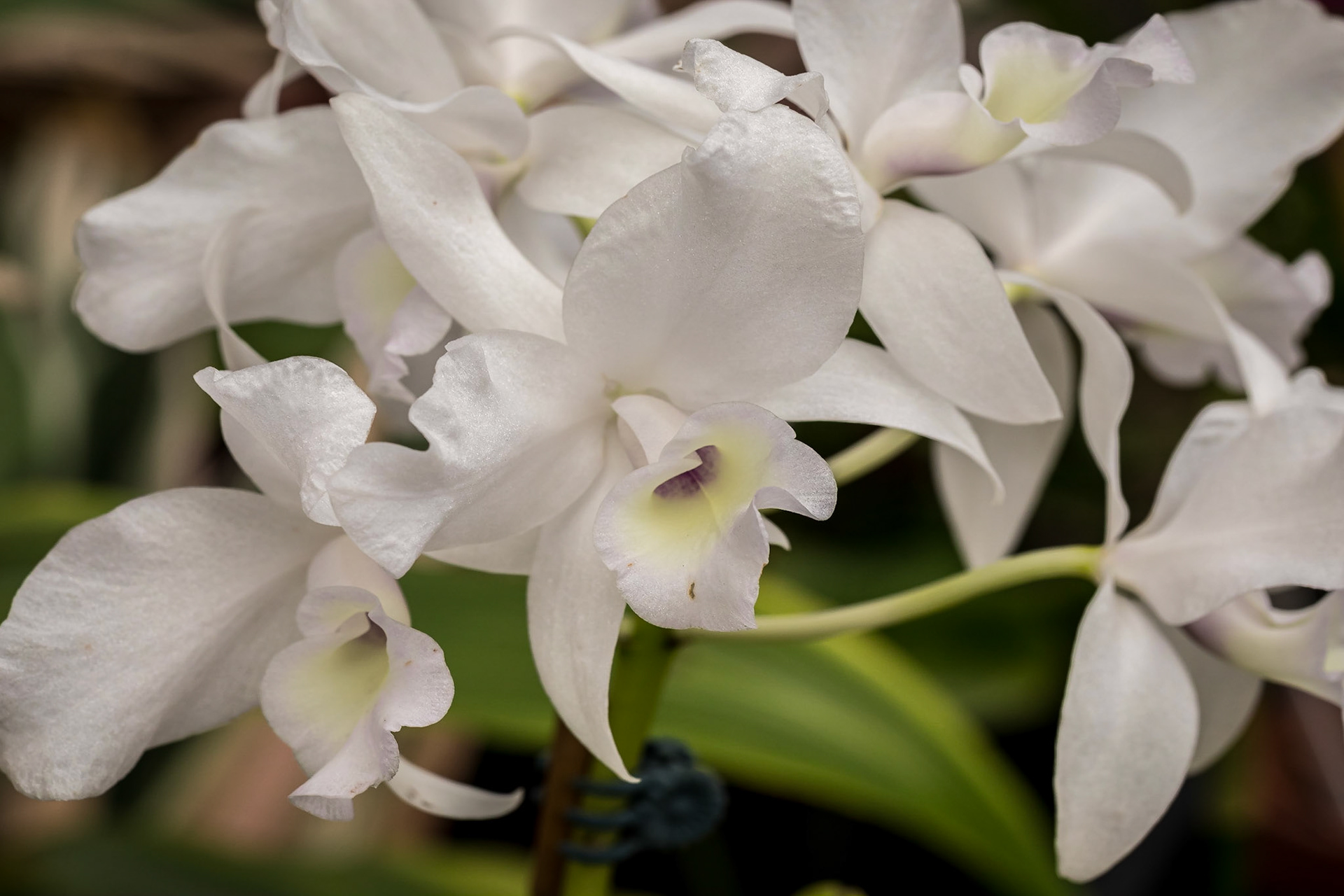 In the Orchid House, Hervey Bay Botanic Gardens