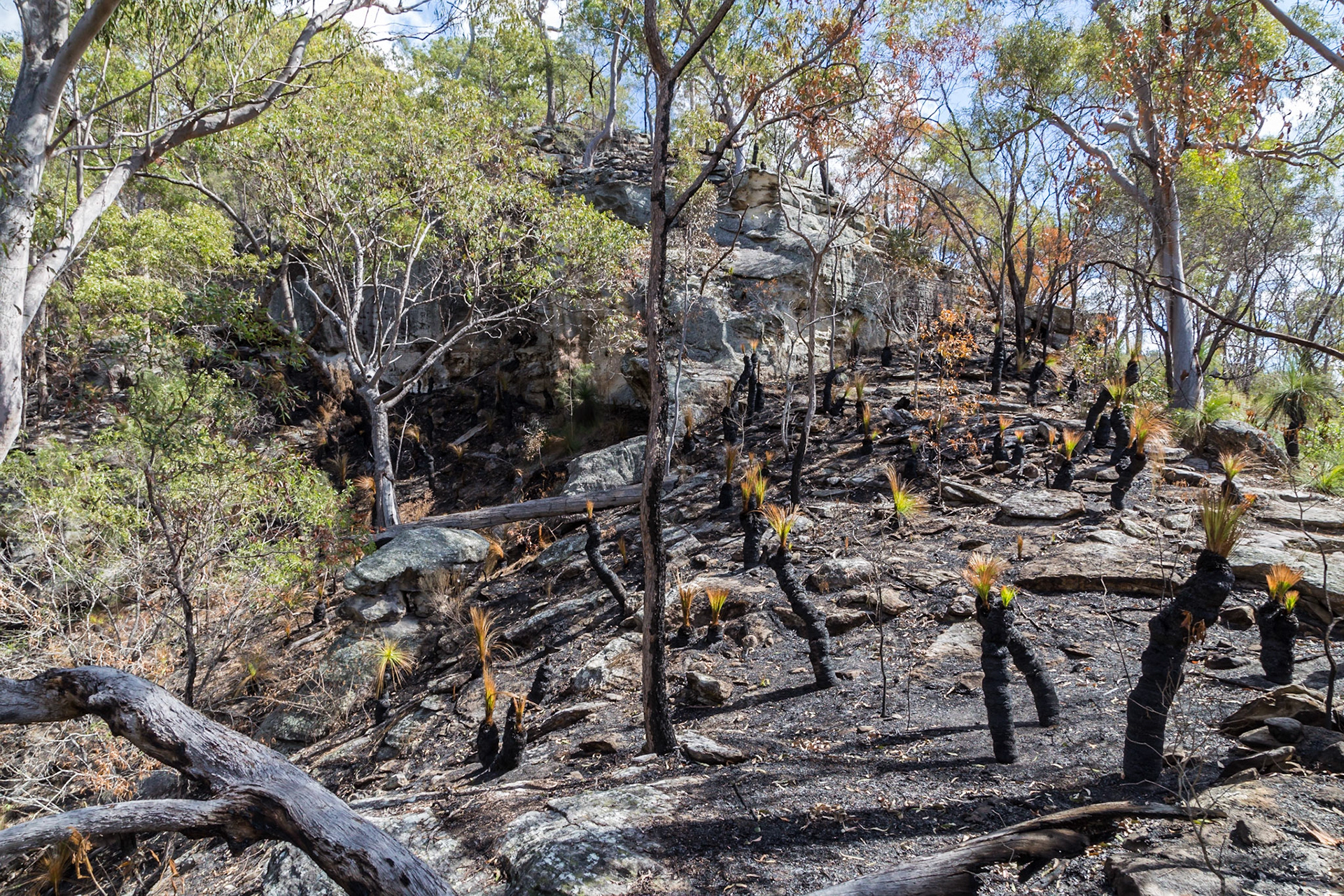 After a fire, on the Giant's Chair Circuit