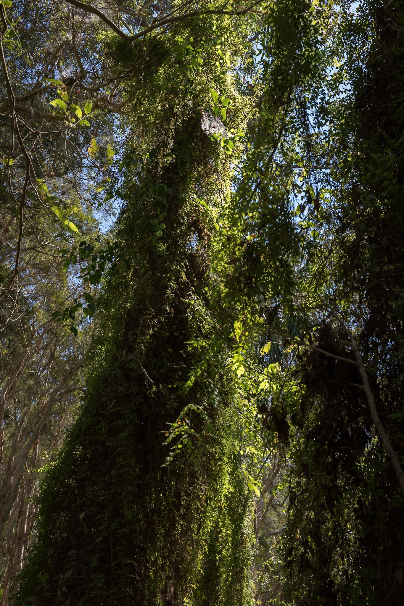 Paperbark Forest (Bush Heritage Australia)
