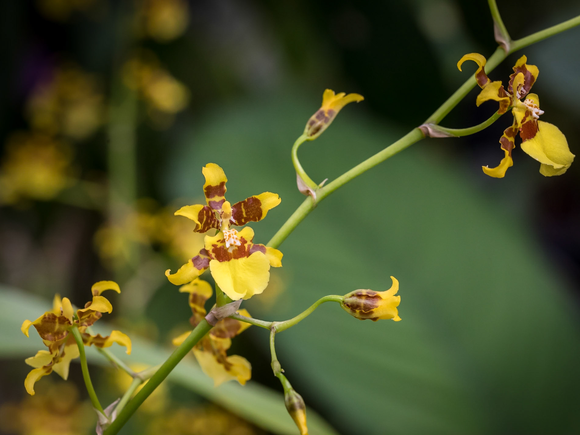 In the Orchid House, Hervey Bay Botanic Gardens