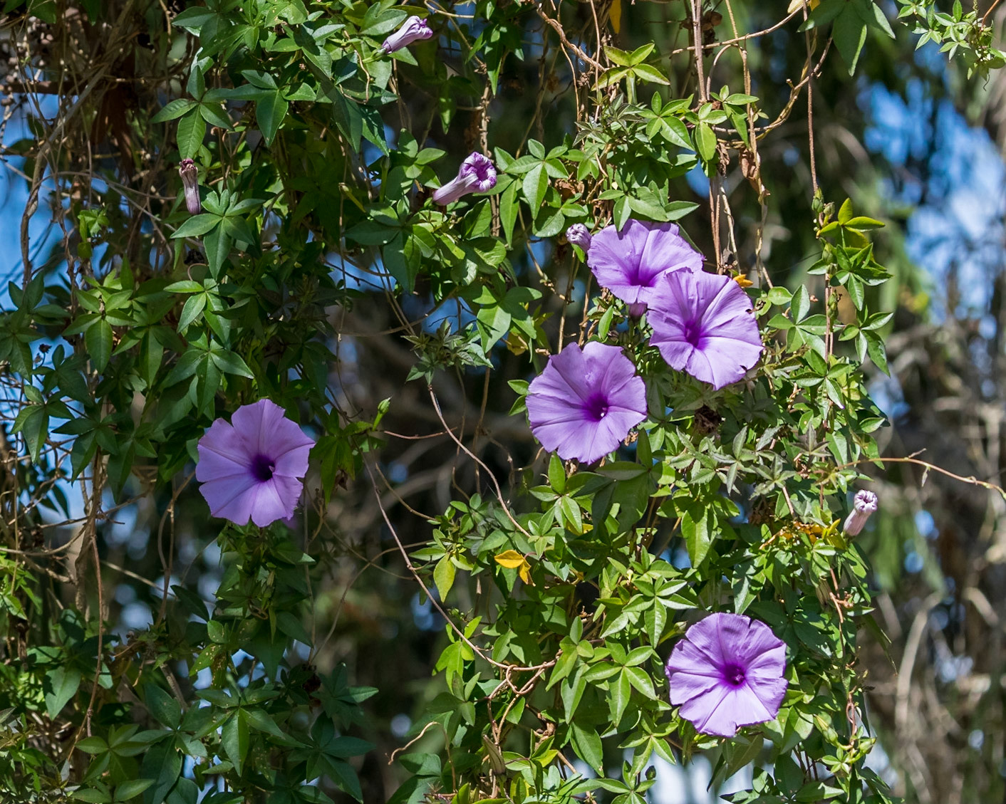 Baldwin Swamp Environment Park