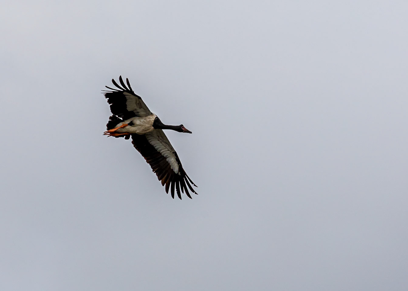 Magpie Goose