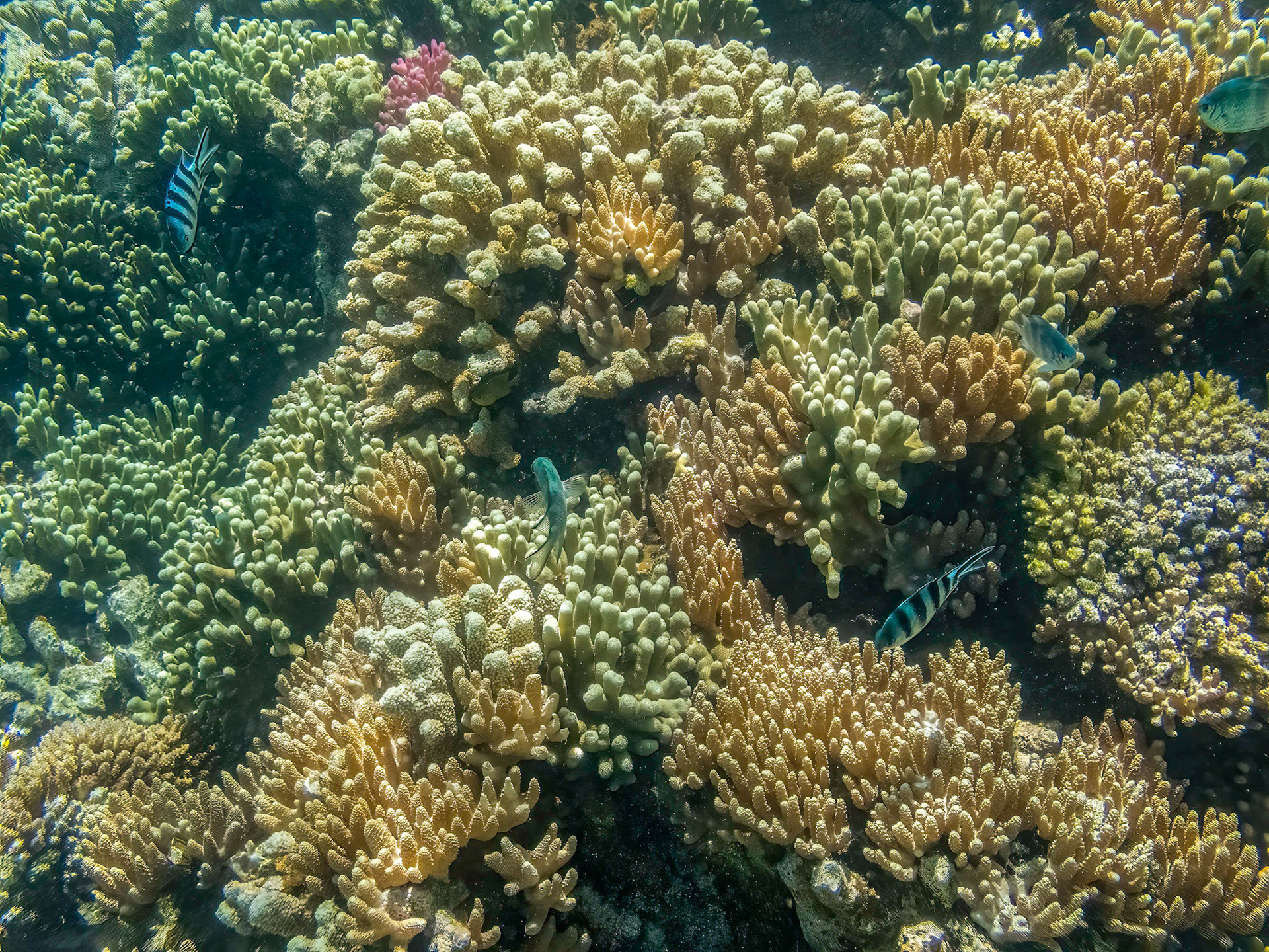 Coral reef in the Lady Musgrave Island lagoon
