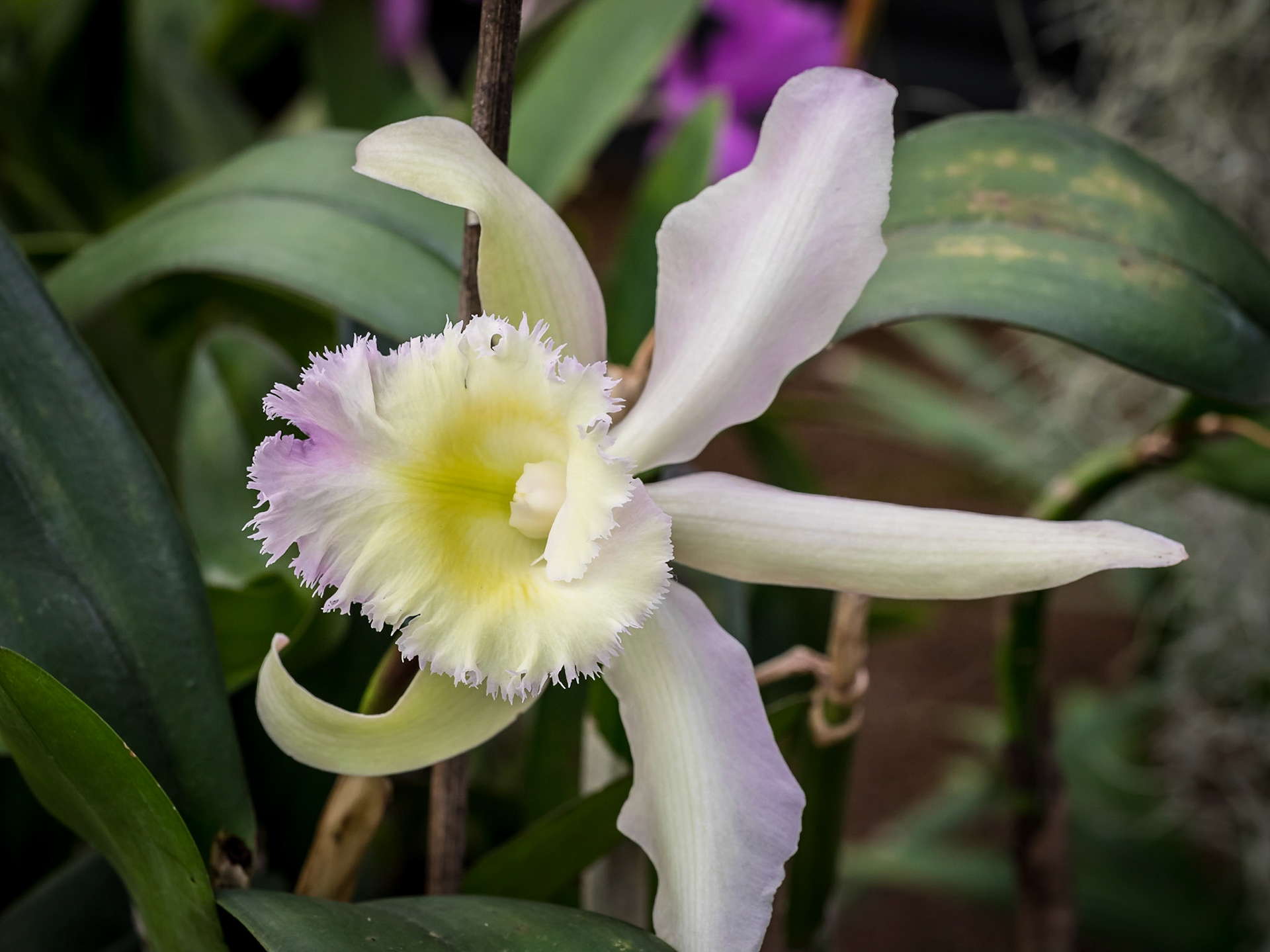 In the Orchid House, Hervey Bay Botanic Gardens