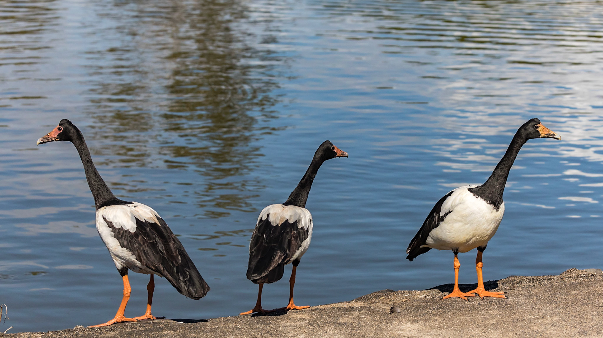 On the edge of On Lake Ellen