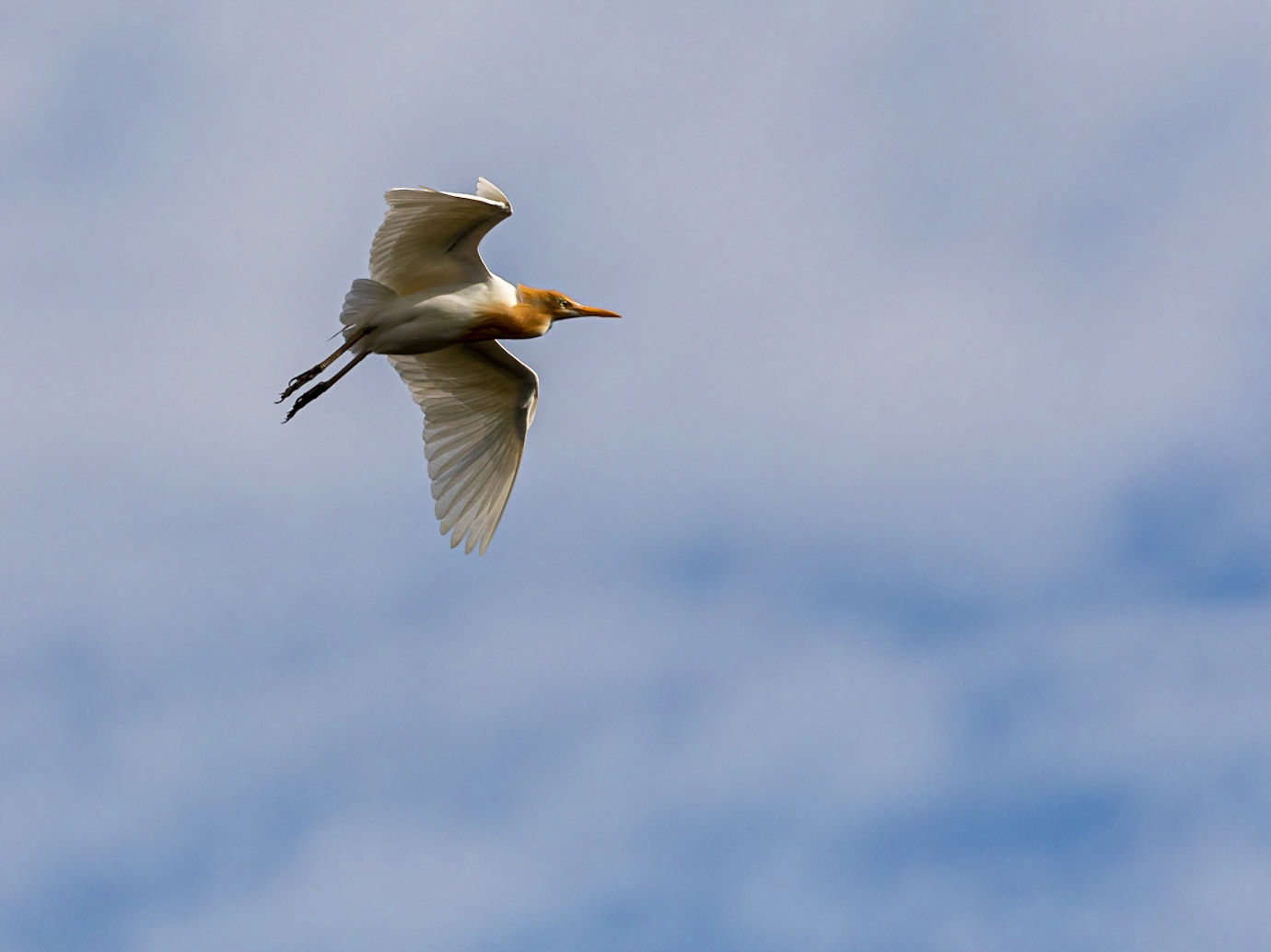 Cattle Egret