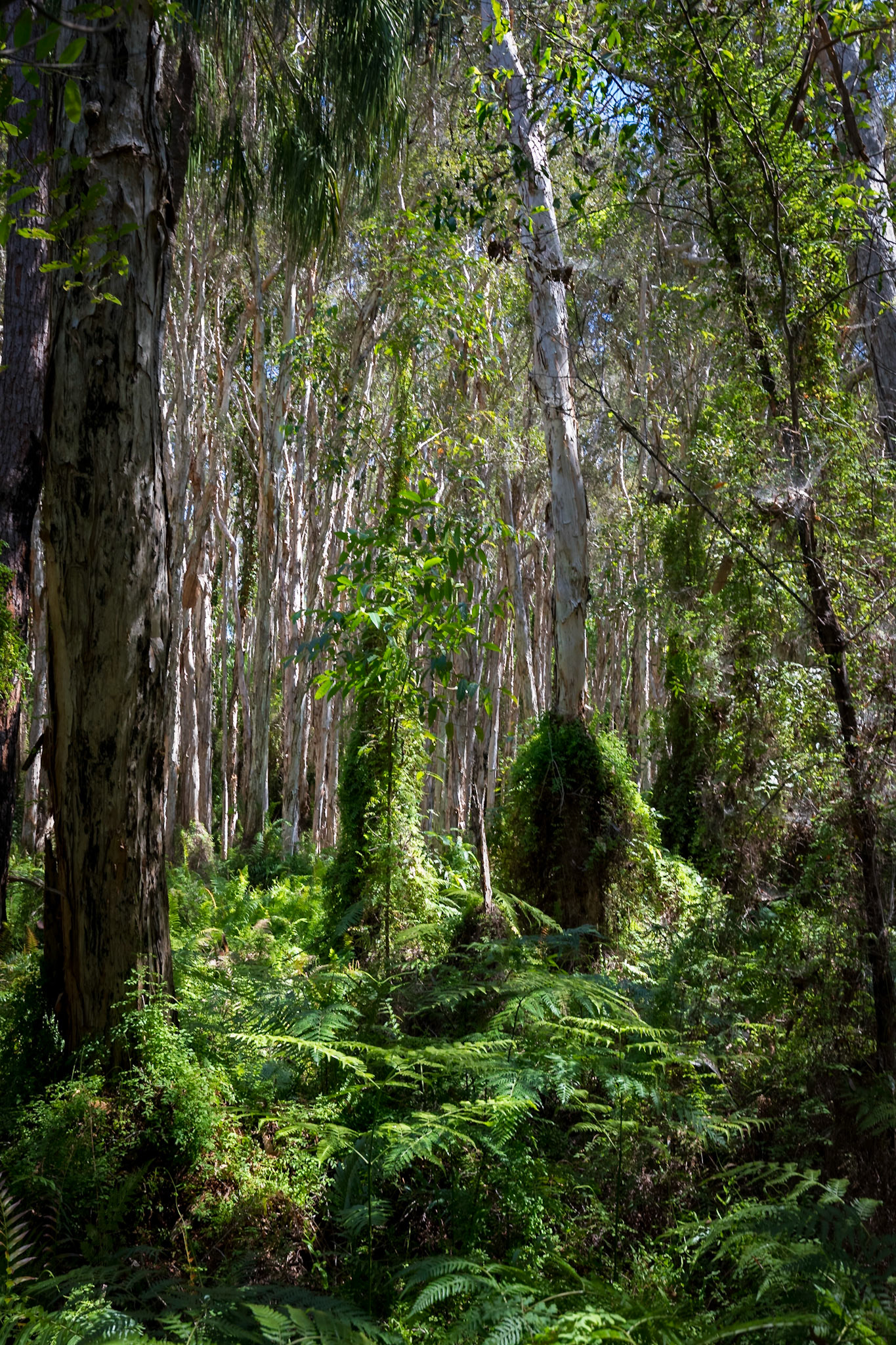 Paperbark Forest (Bush Heritage Australia)